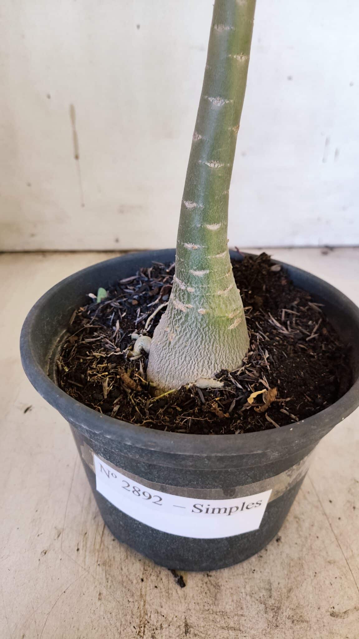 Planta Simples 2892 – 35cm – 03 anos