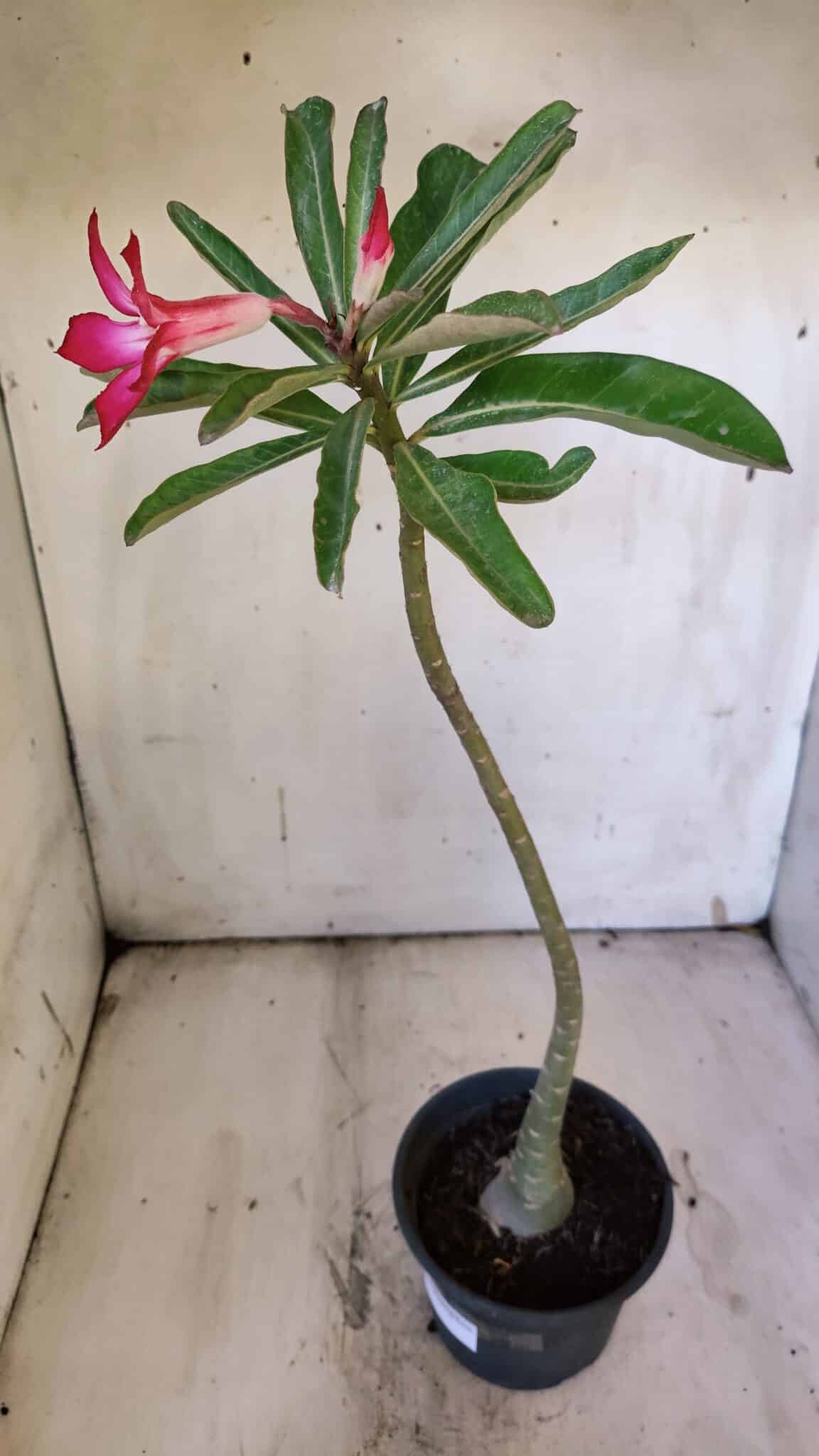 Planta Simples 2892 – 35cm – 03 anos