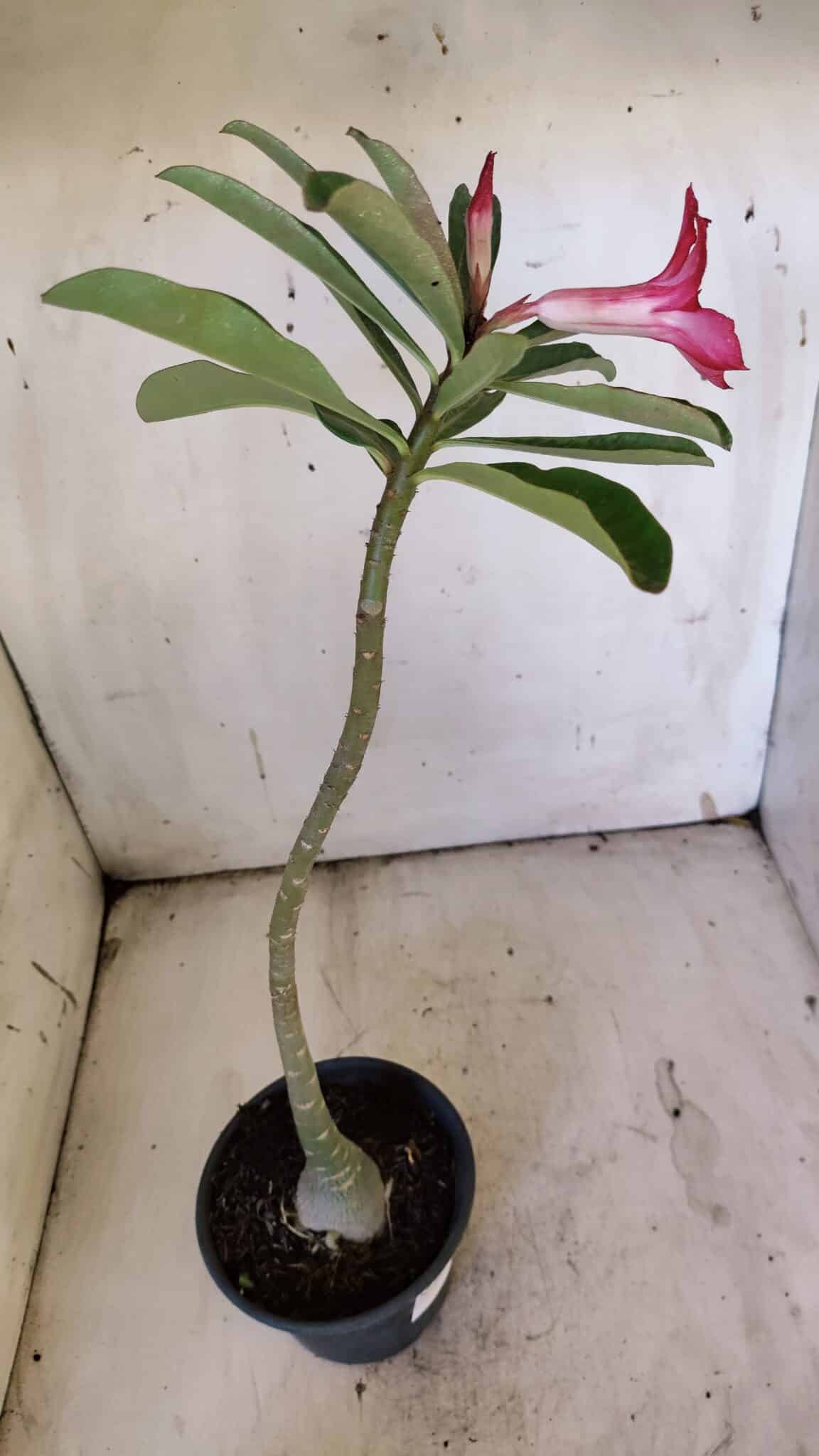 Planta Simples 2892 – 35cm – 03 anos