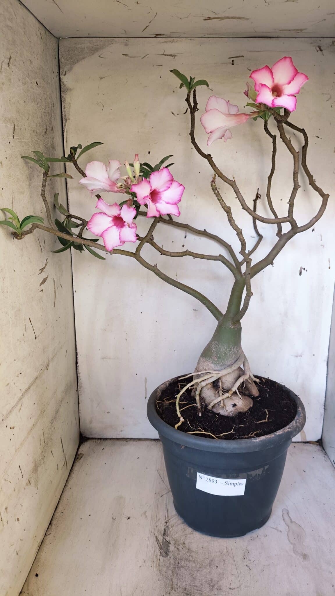 Planta Simples 2893 – 55cm – 05 anos