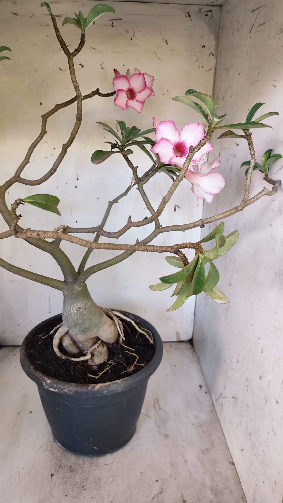 Planta Simples 2893 – 55cm – 05 anos