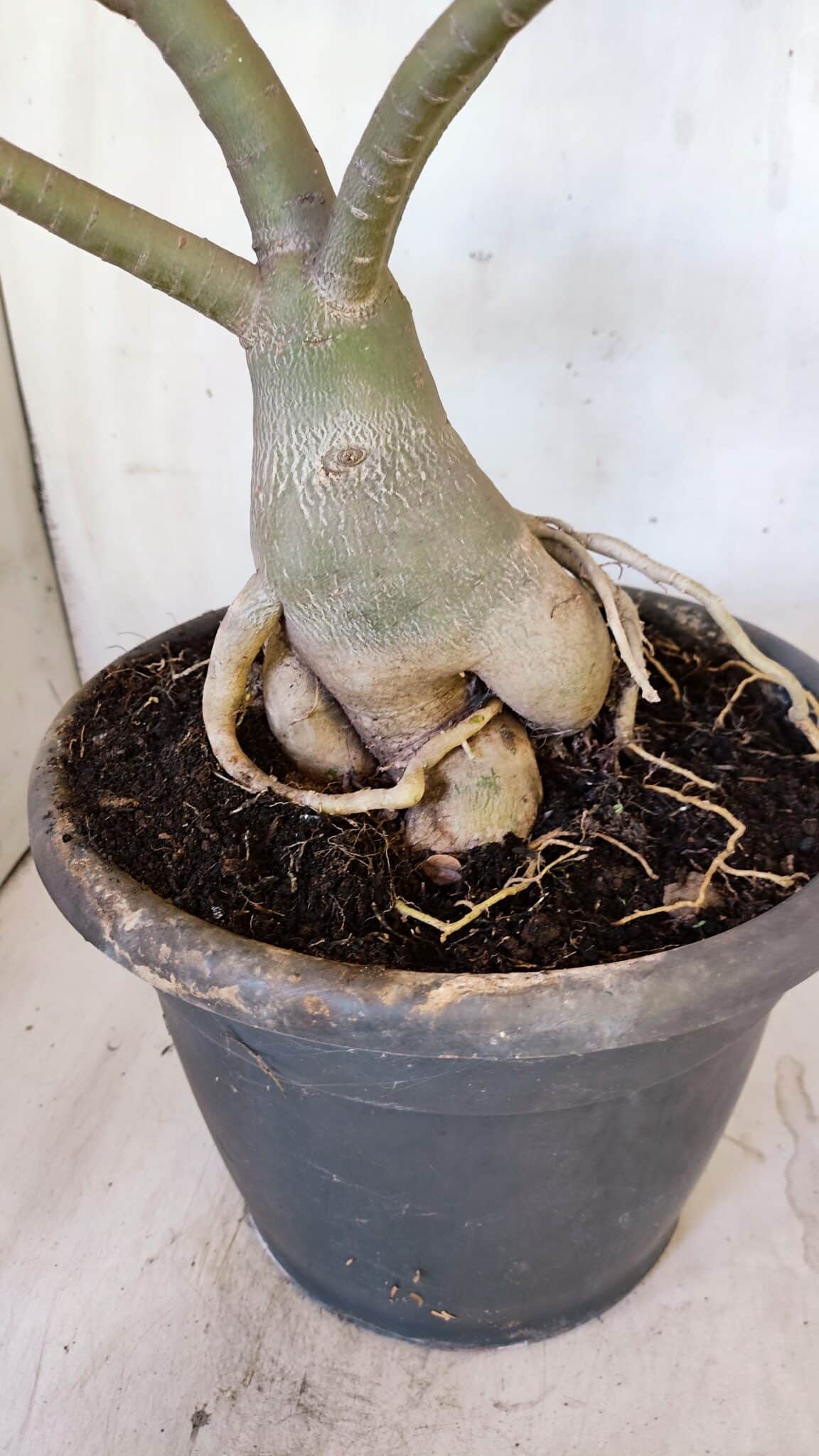 Planta Simples 2893 – 55cm – 05 anos