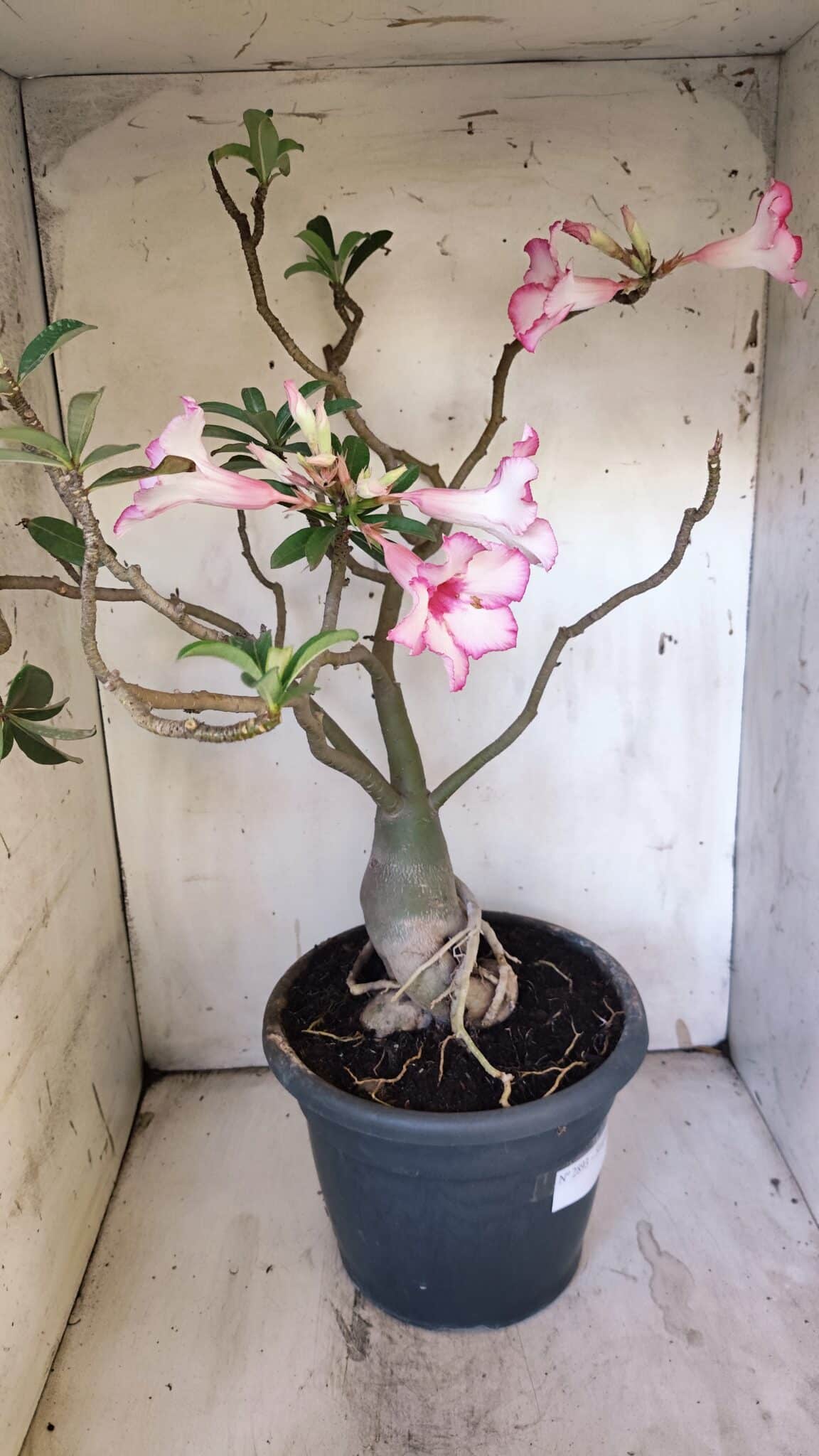 Planta Simples 2893 – 55cm – 05 anos