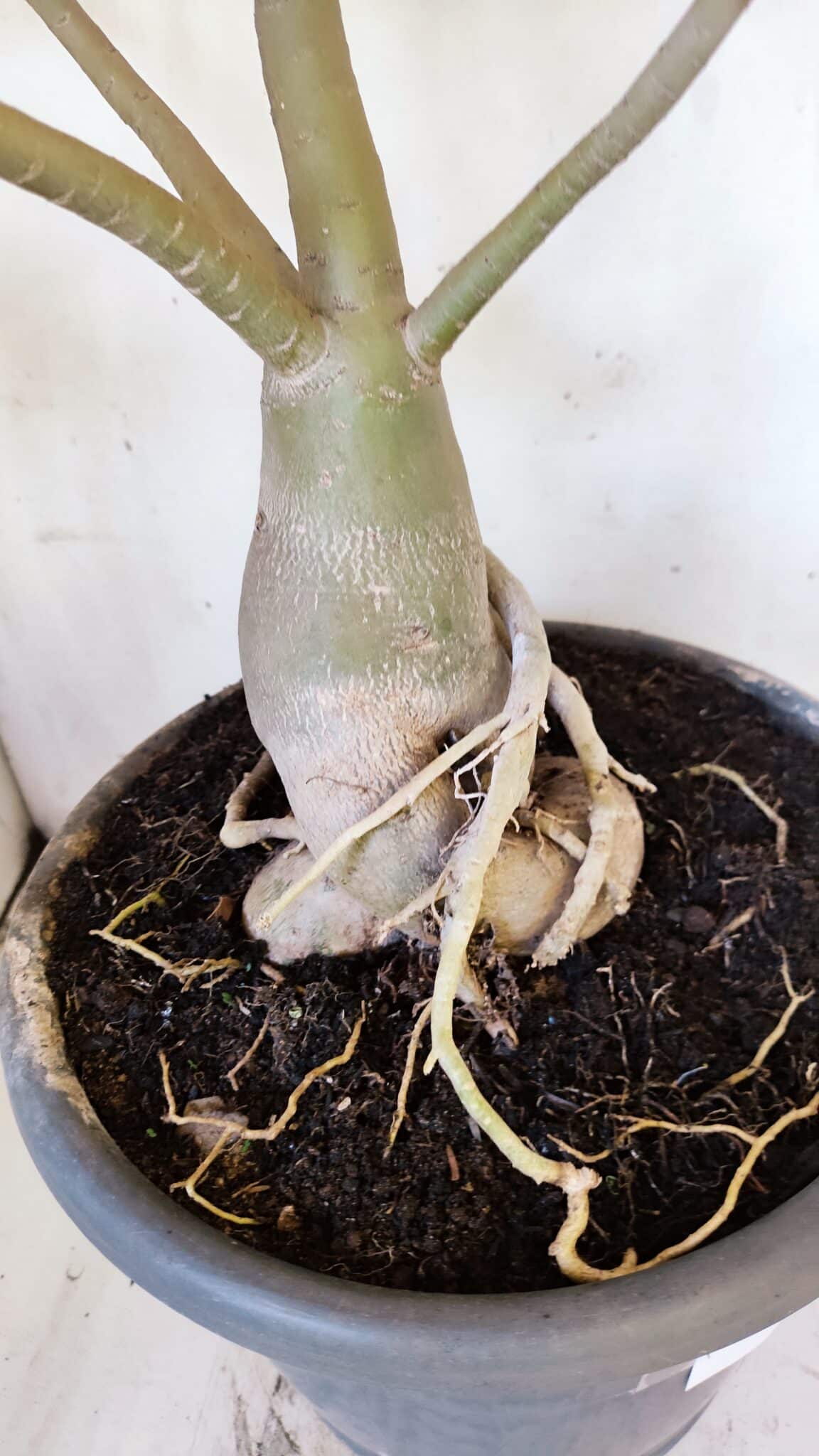 Planta Simples 2893 – 55cm – 05 anos
