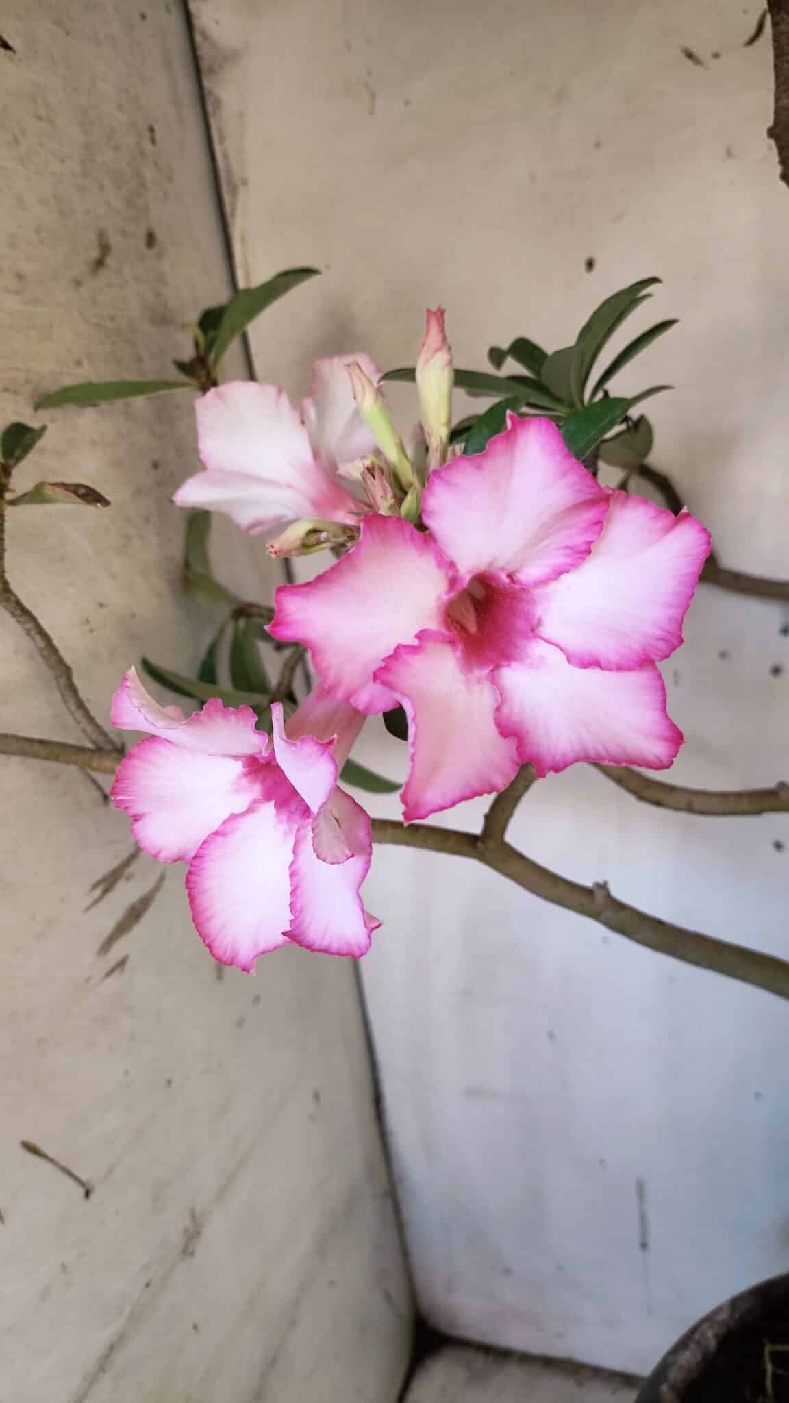 Planta Simples 2893 – 55cm – 05 anos