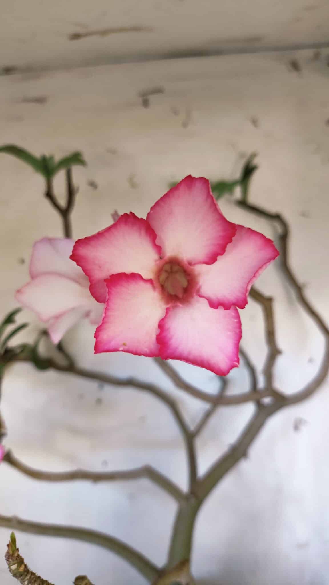Planta Simples 2893 – 55cm – 05 anos