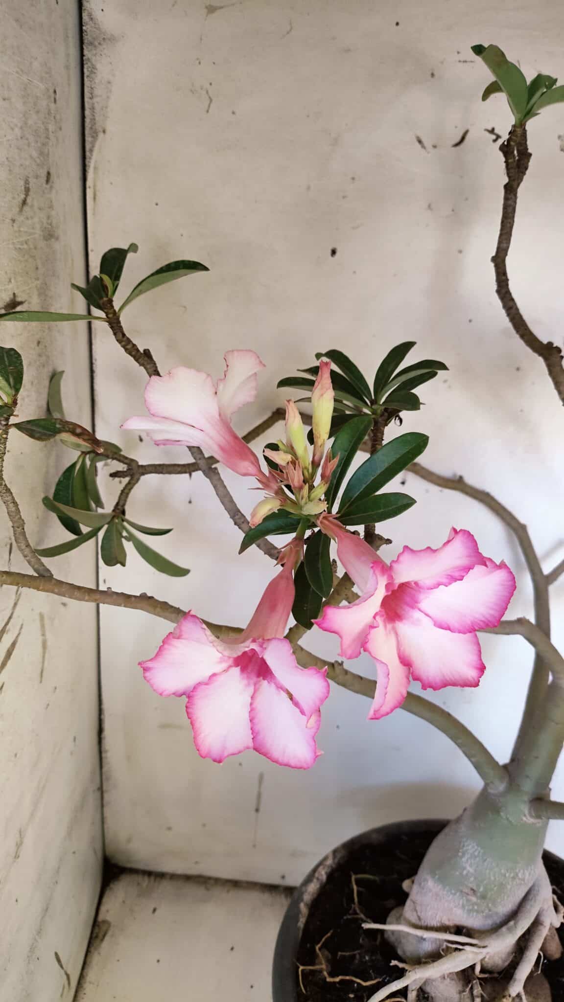 Planta Simples 2893 – 55cm – 05 anos
