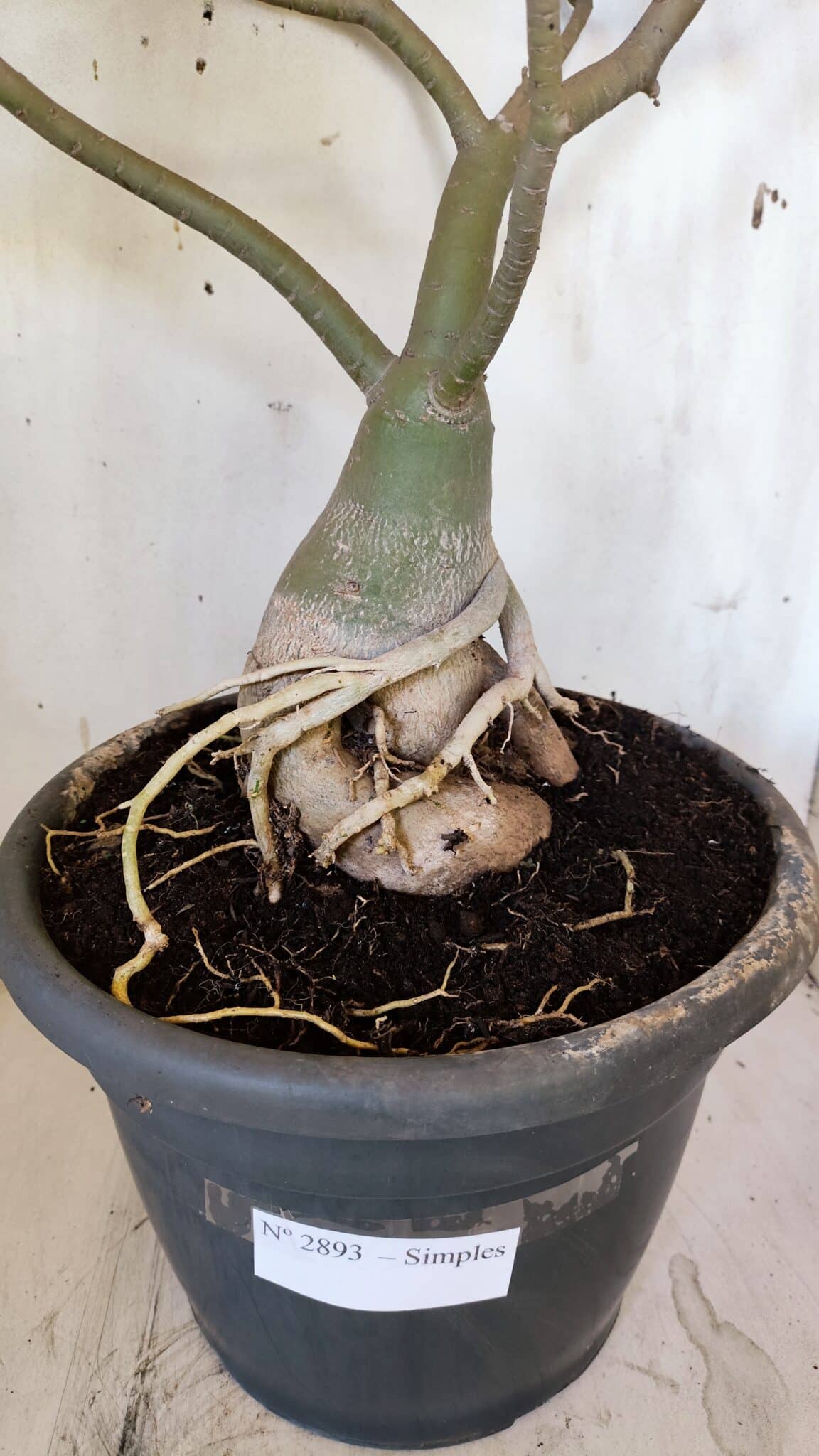 Planta Simples 2893 – 55cm – 05 anos