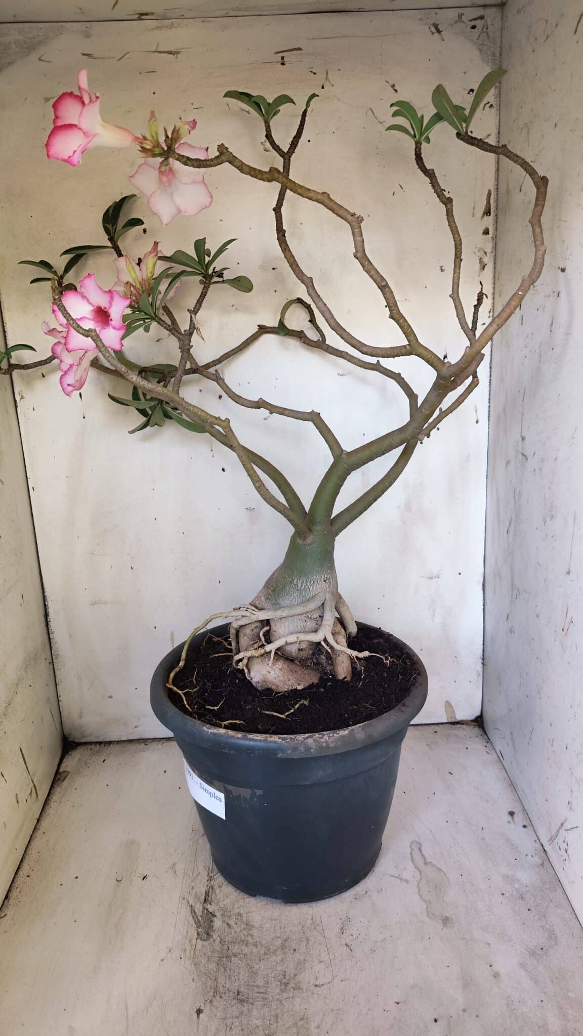 Planta Simples 2893 – 55cm – 05 anos