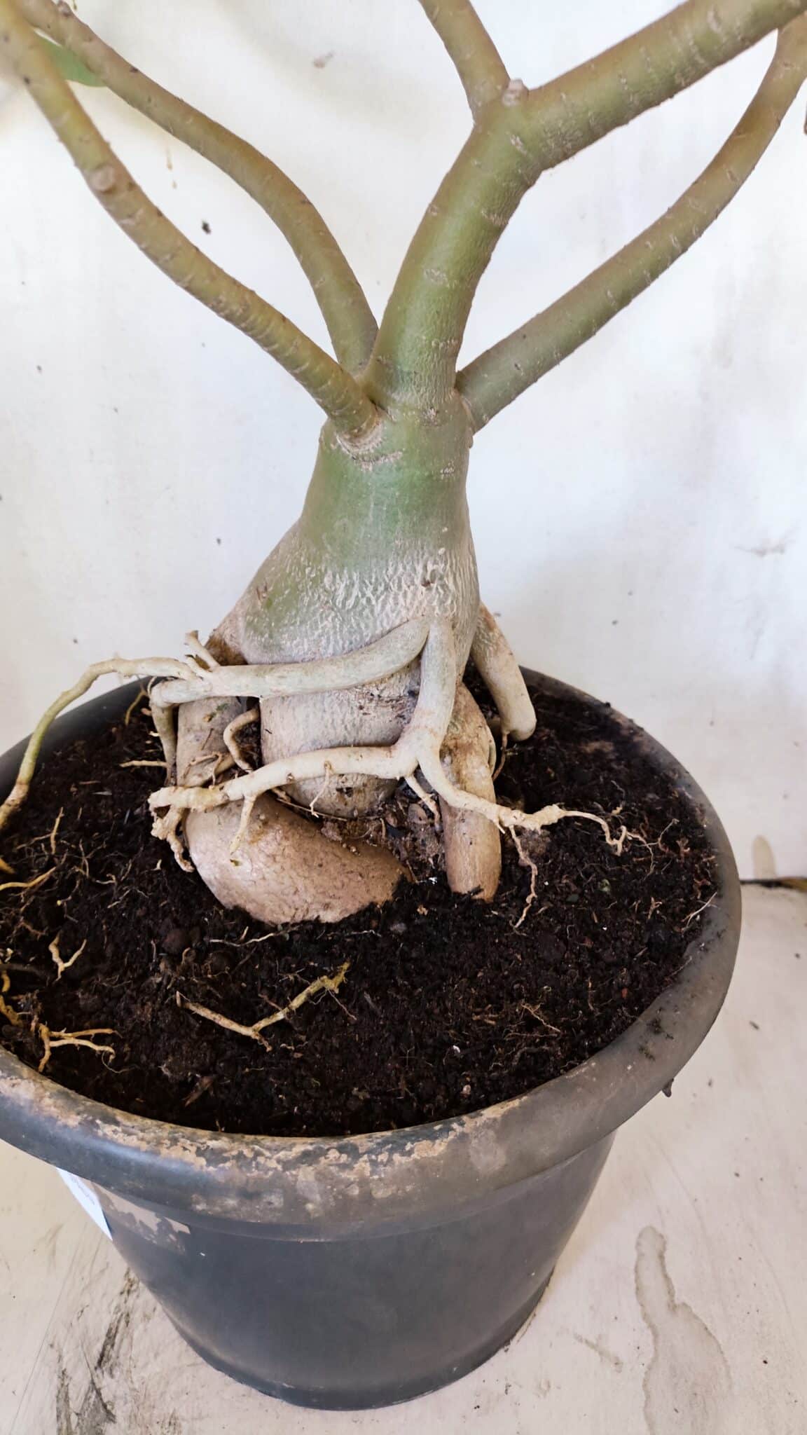 Planta Simples 2893 – 55cm – 05 anos