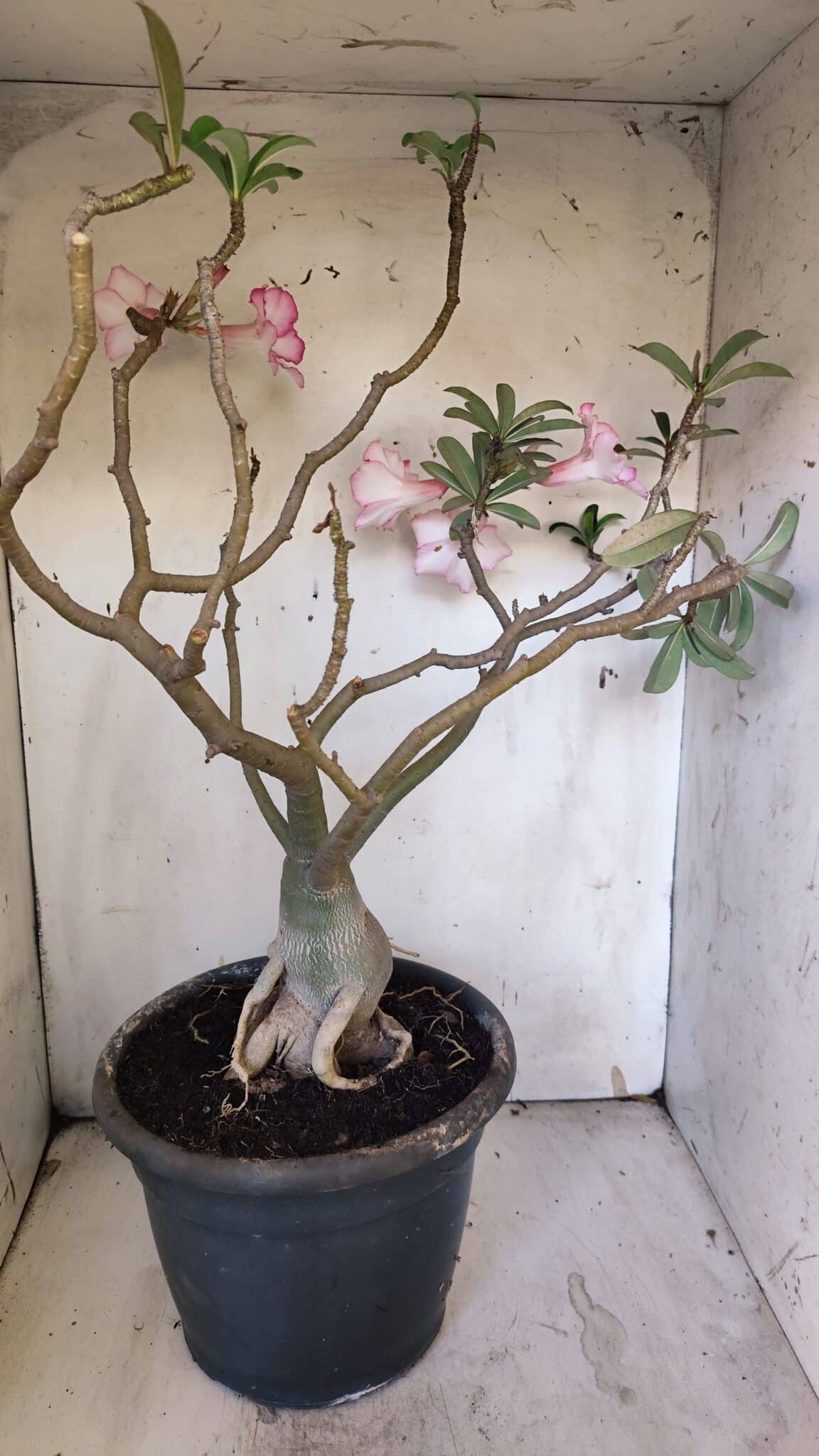 Planta Simples 2893 – 55cm – 05 anos