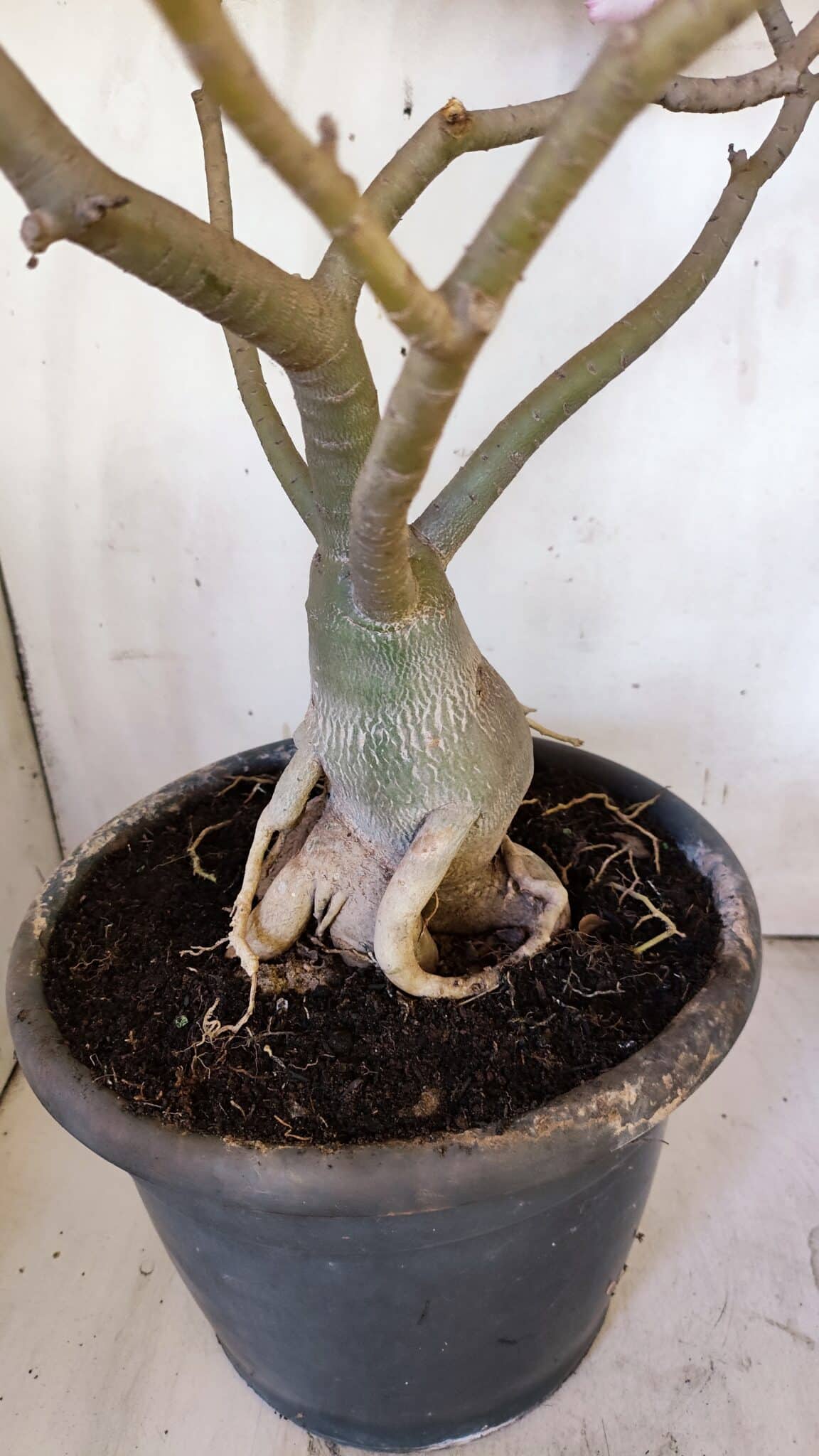Planta Simples 2893 – 55cm – 05 anos