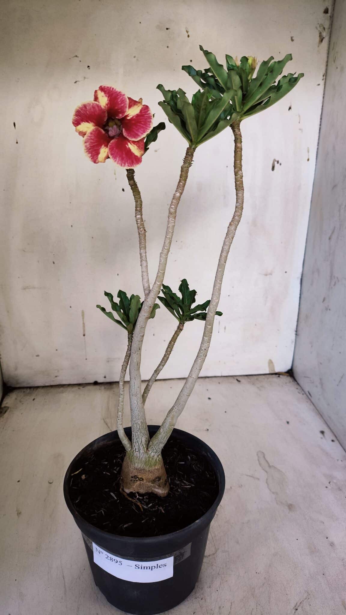 Planta Simples 2895 – 35cm – 03 anos