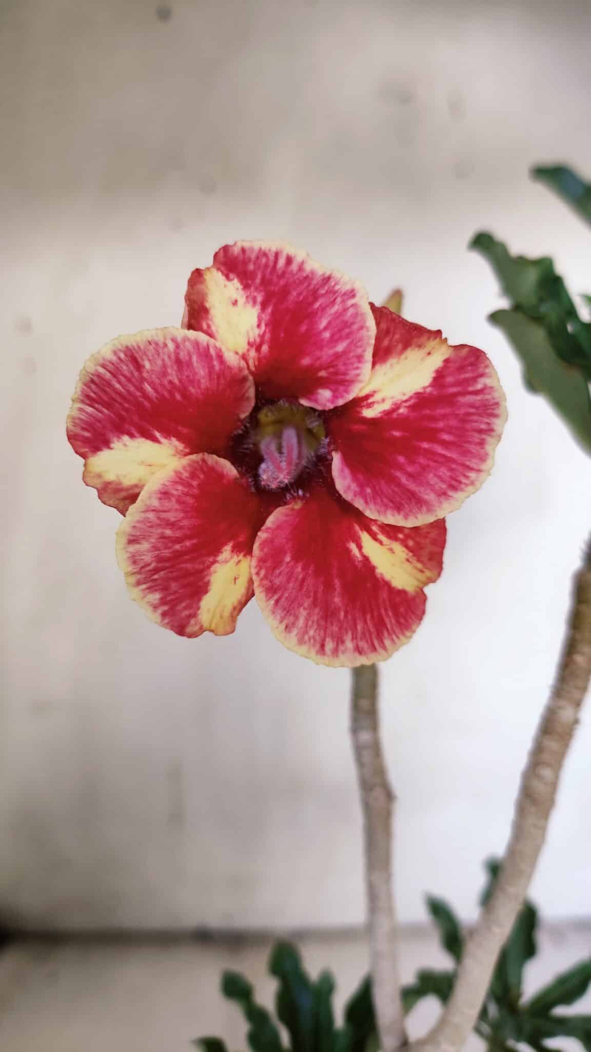 Planta Simples 2895 – 35cm – 03 anos