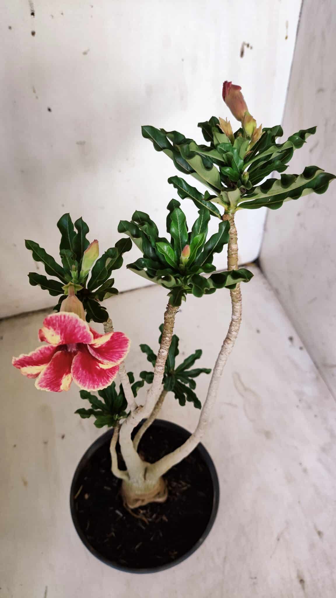 Planta Simples 2895 – 35cm – 03 anos