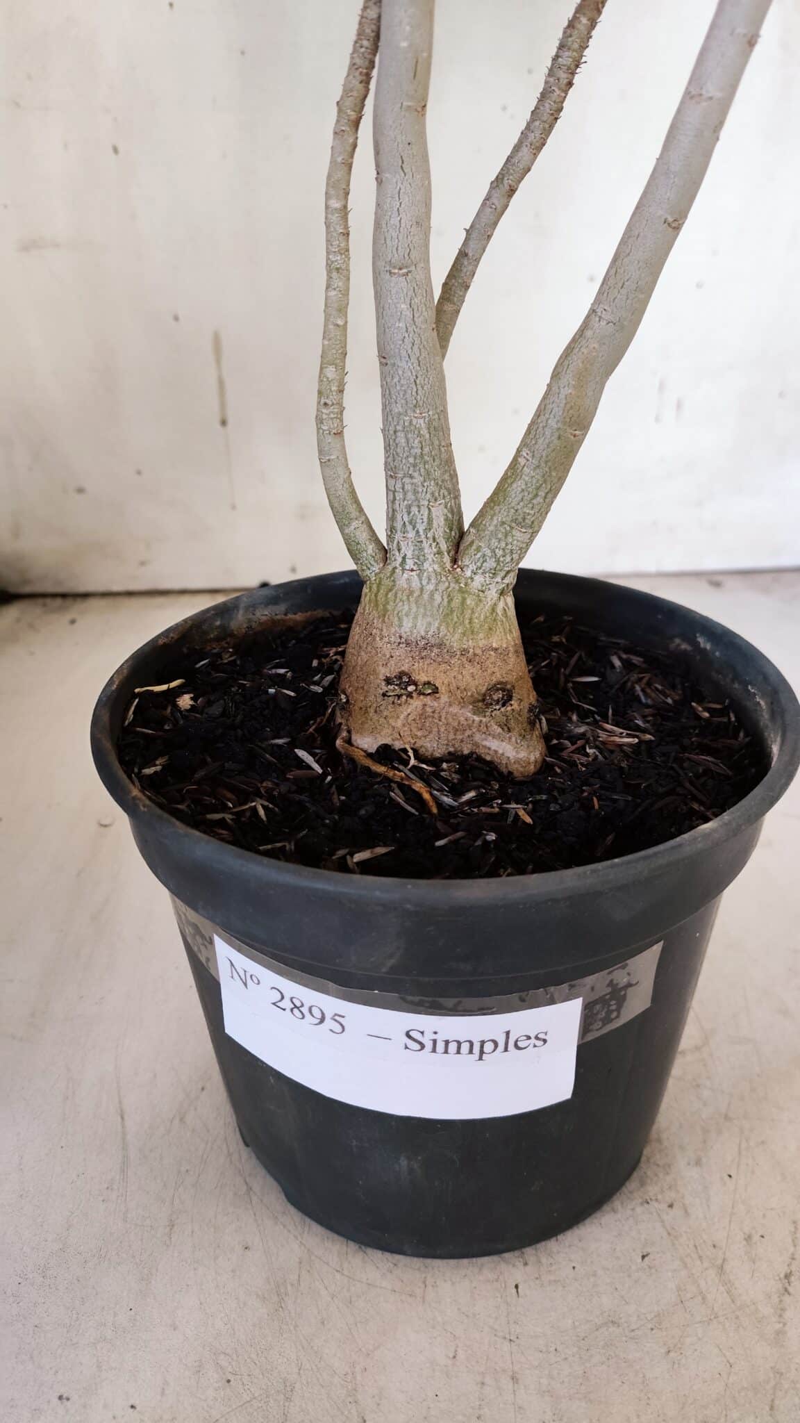 Planta Simples 2895 – 35cm – 03 anos
