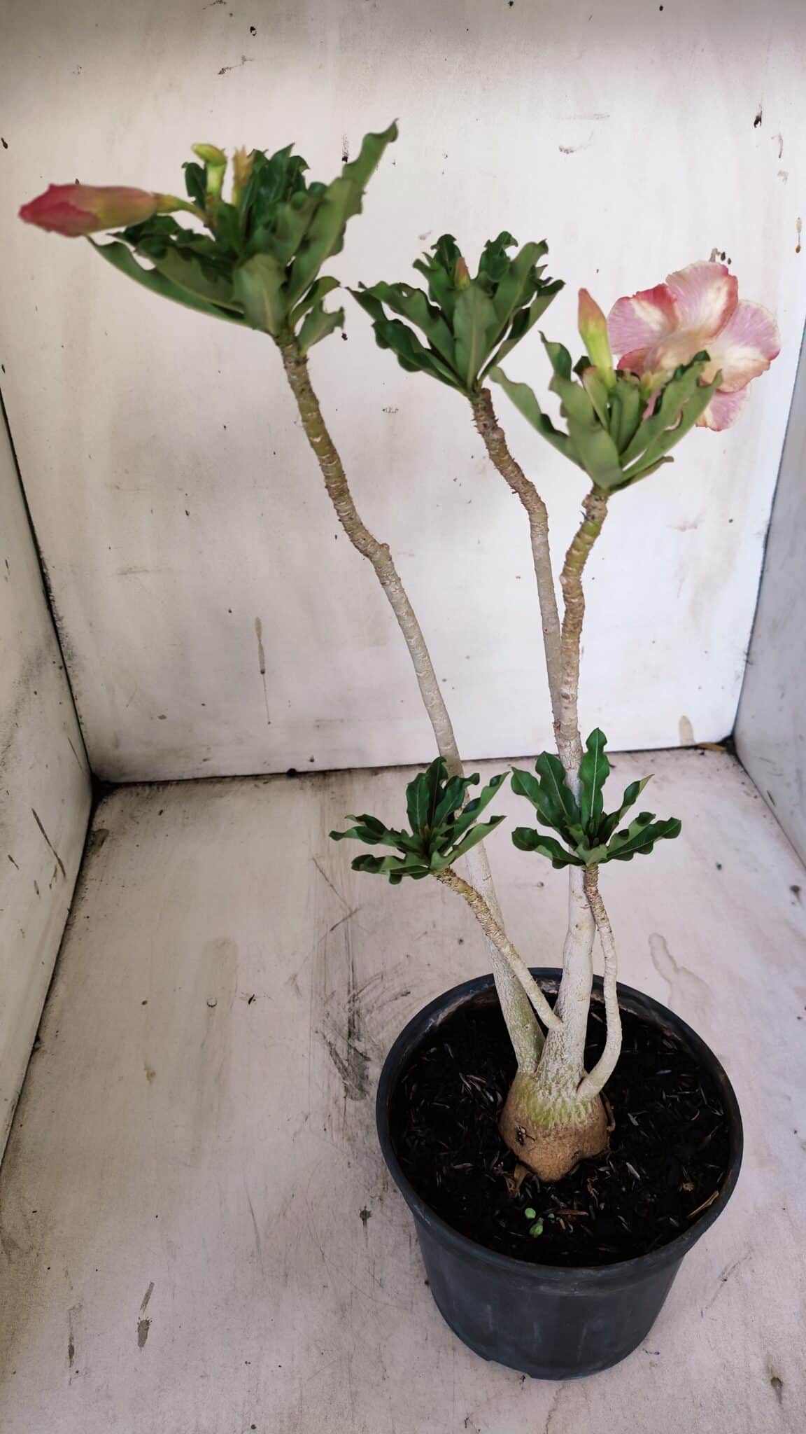 Planta Simples 2895 – 35cm – 03 anos