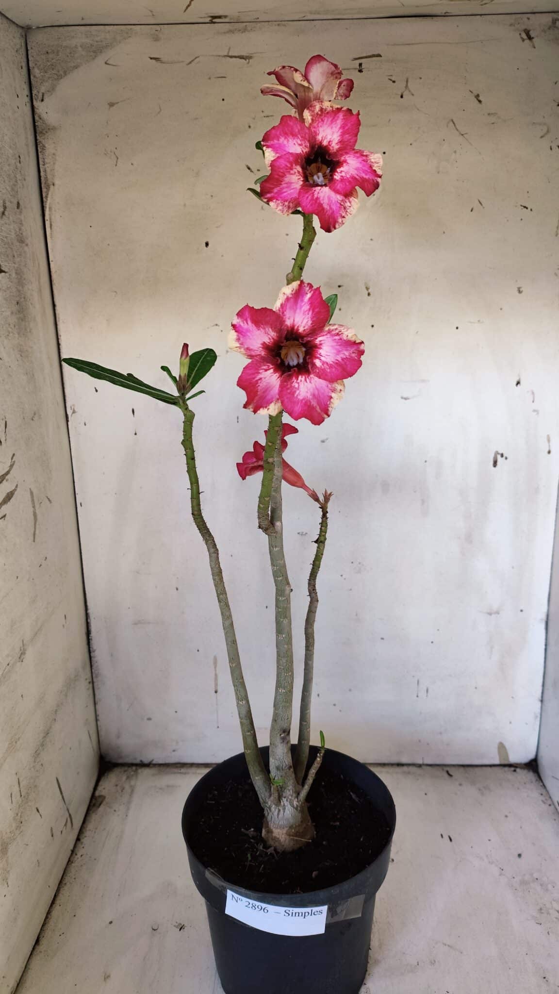 Planta Simples 2896 – 40cm – 03 anos