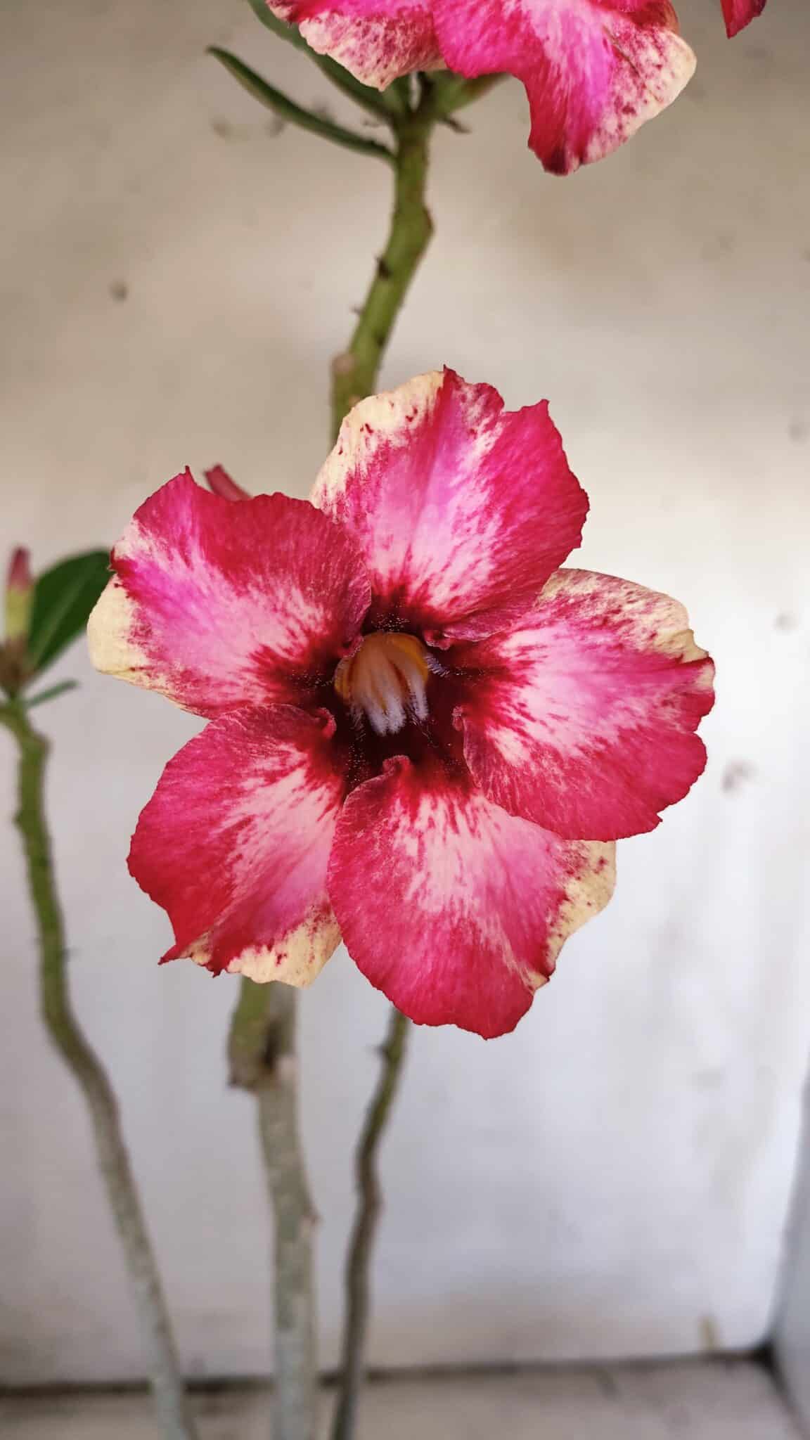 Planta Simples 2896 – 40cm – 03 anos