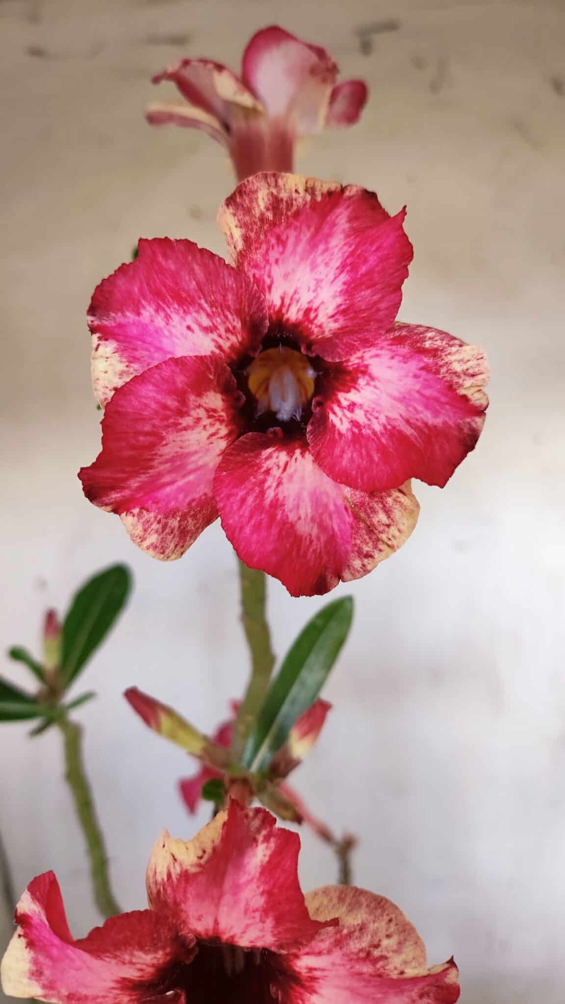 Planta Simples 2896 – 40cm – 03 anos