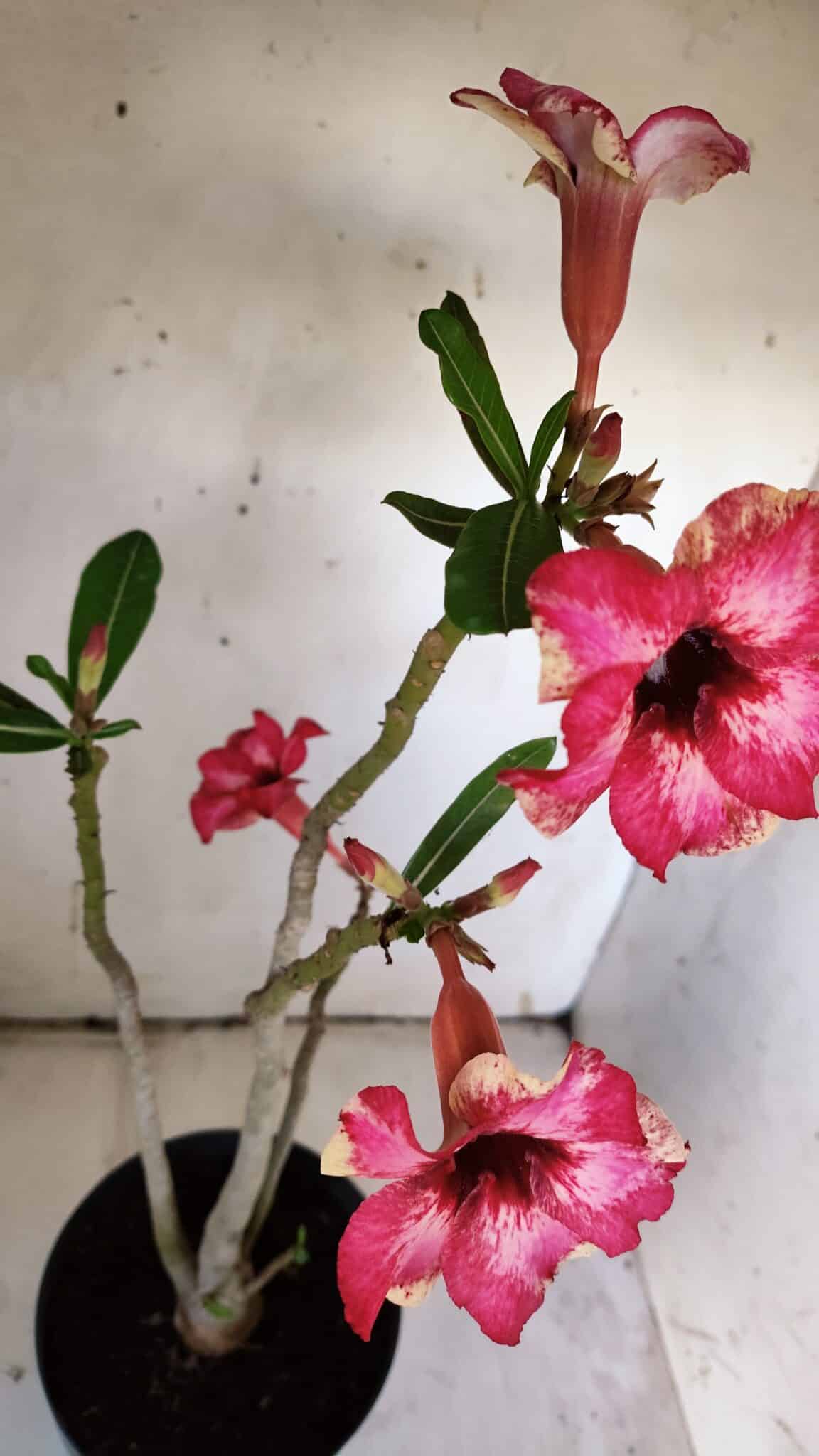 Planta Simples 2896 – 40cm – 03 anos