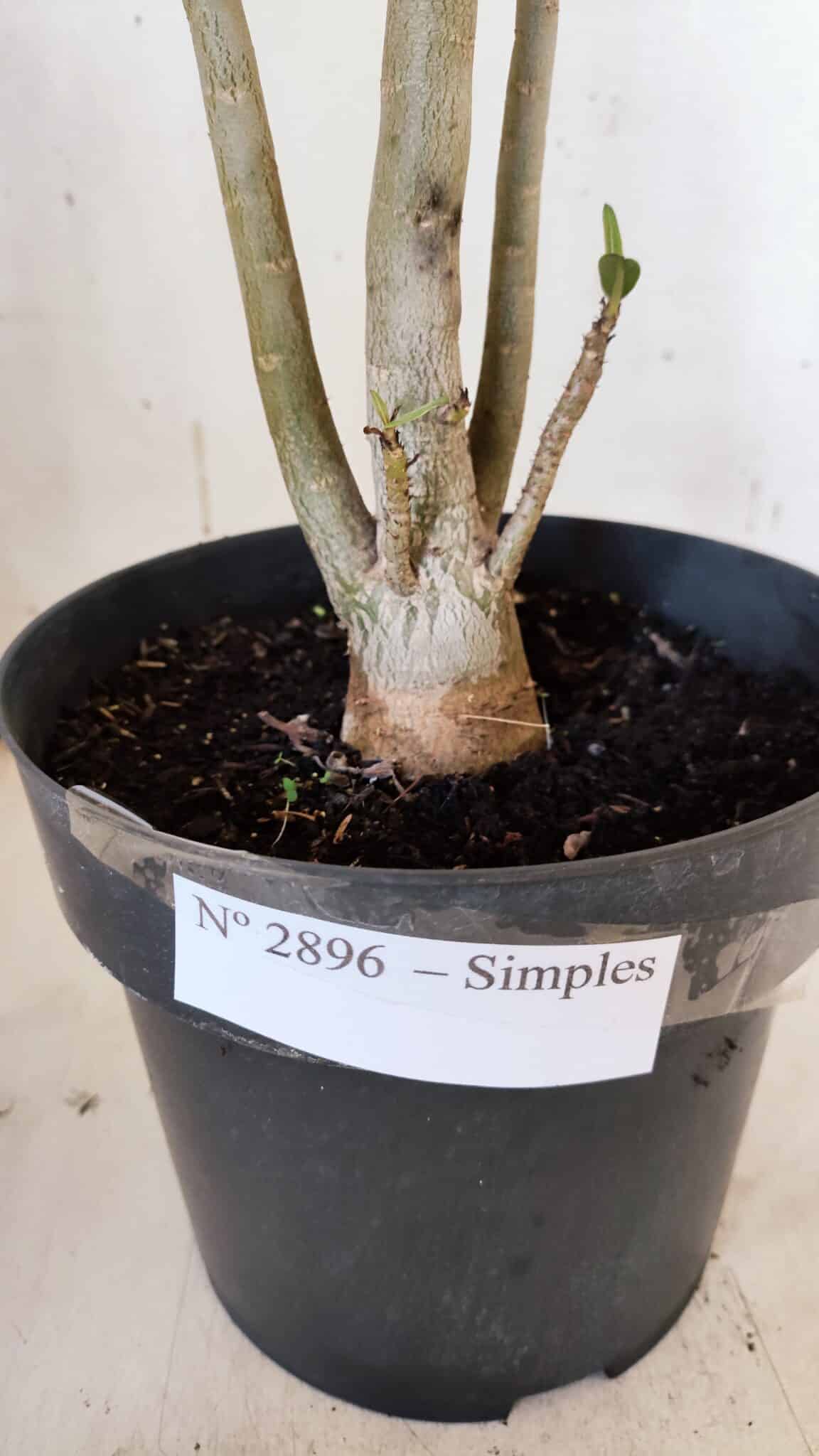 Planta Simples 2896 – 40cm – 03 anos
