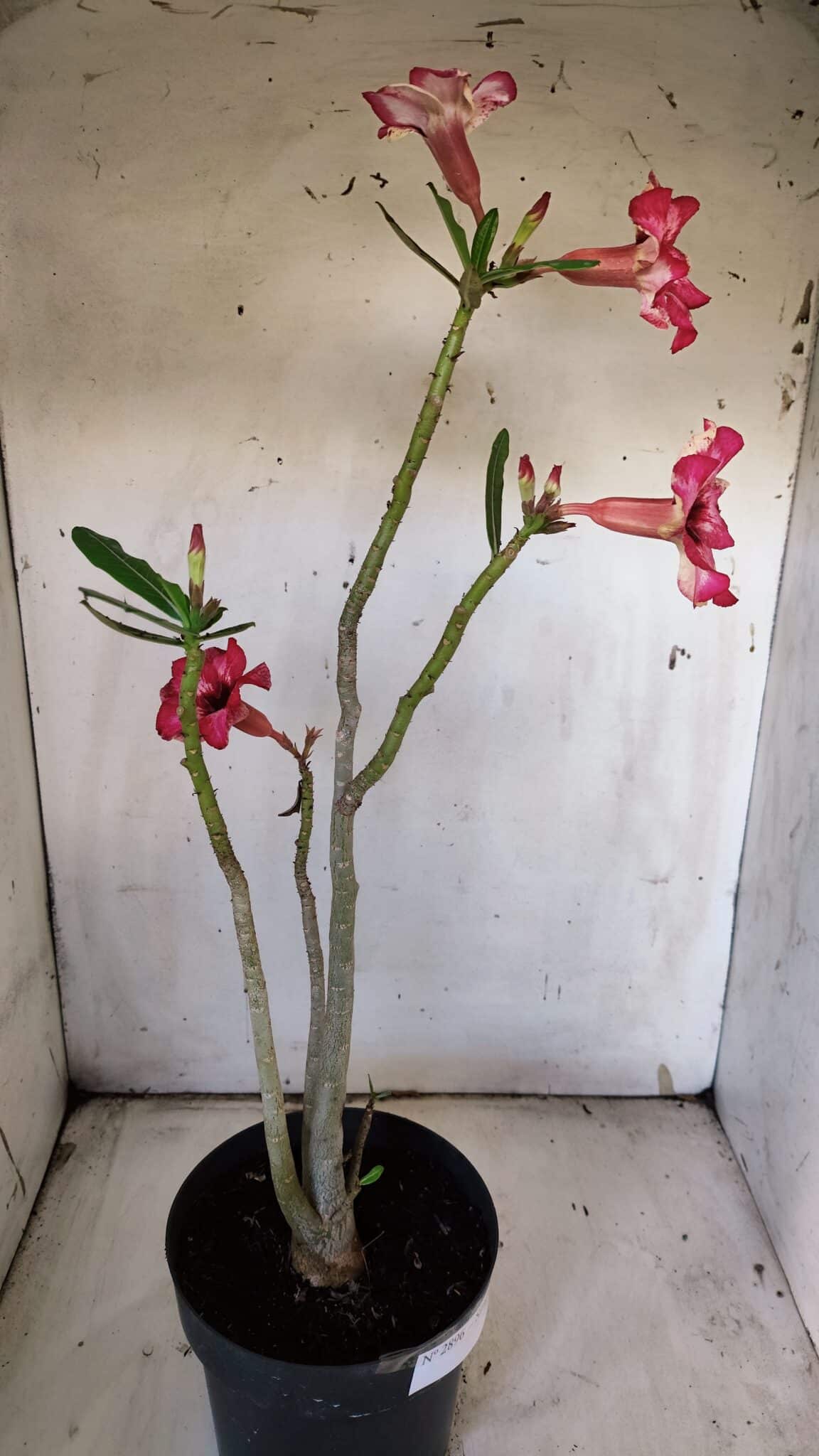 Planta Simples 2896 – 40cm – 03 anos