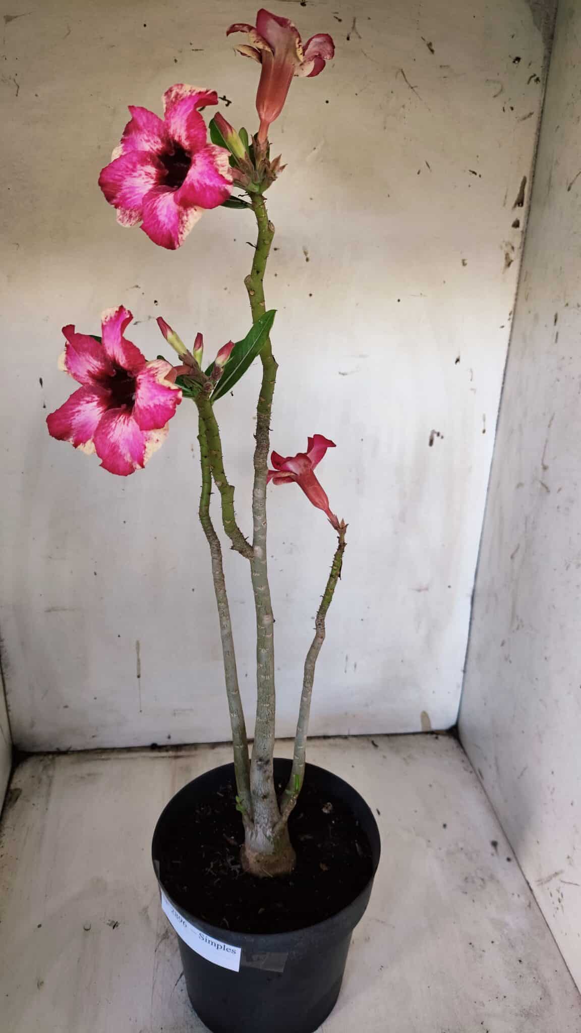 Planta Simples 2896 – 40cm – 03 anos