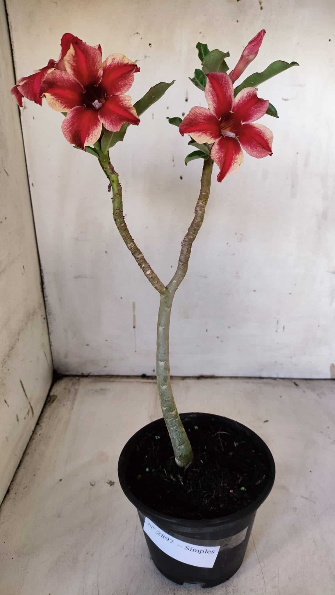 Planta Simples 2897 – 30cm – 02 anos