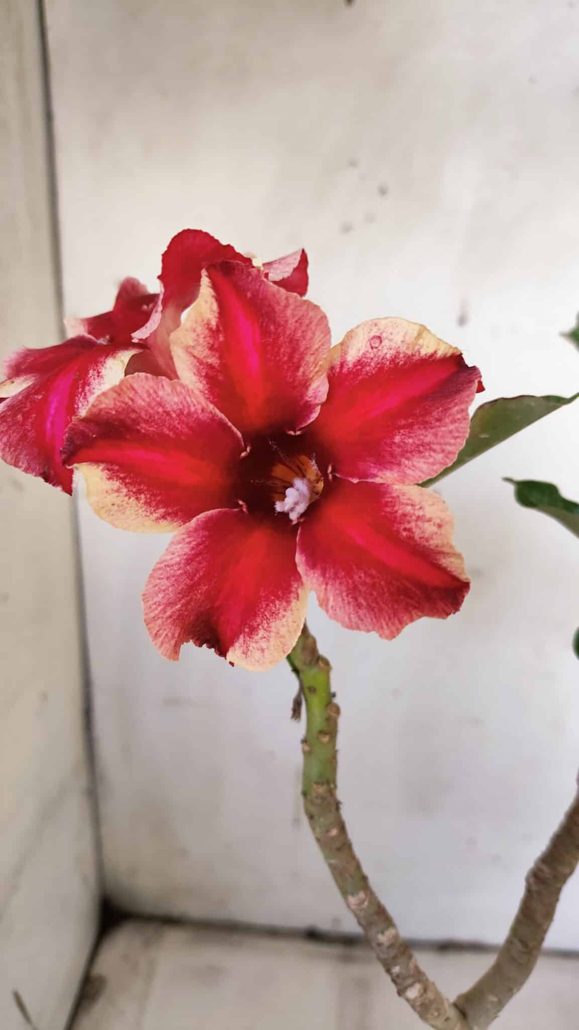 Planta Simples 2897 – 30cm – 02 anos