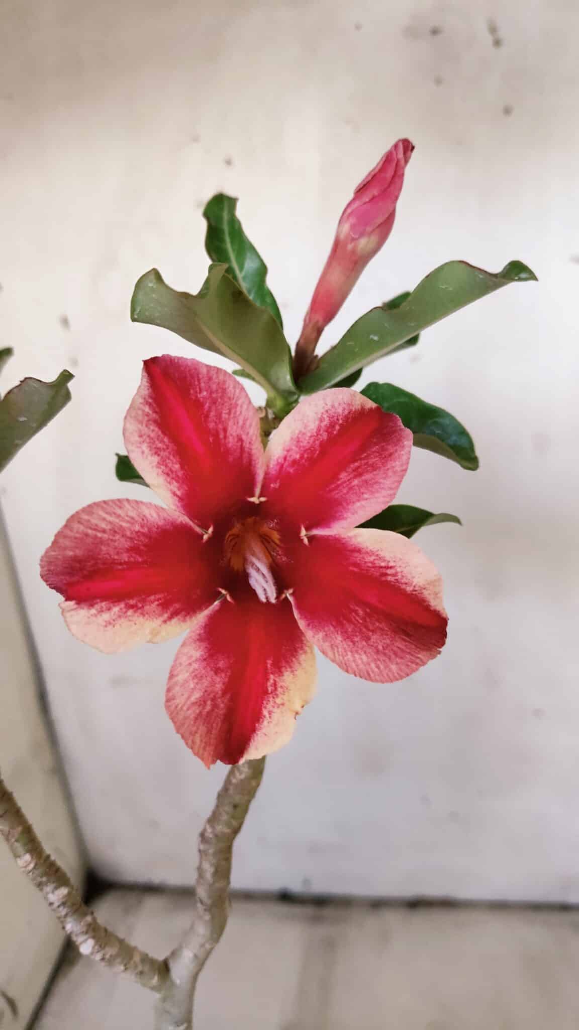 Planta Simples 2897 – 30cm – 02 anos