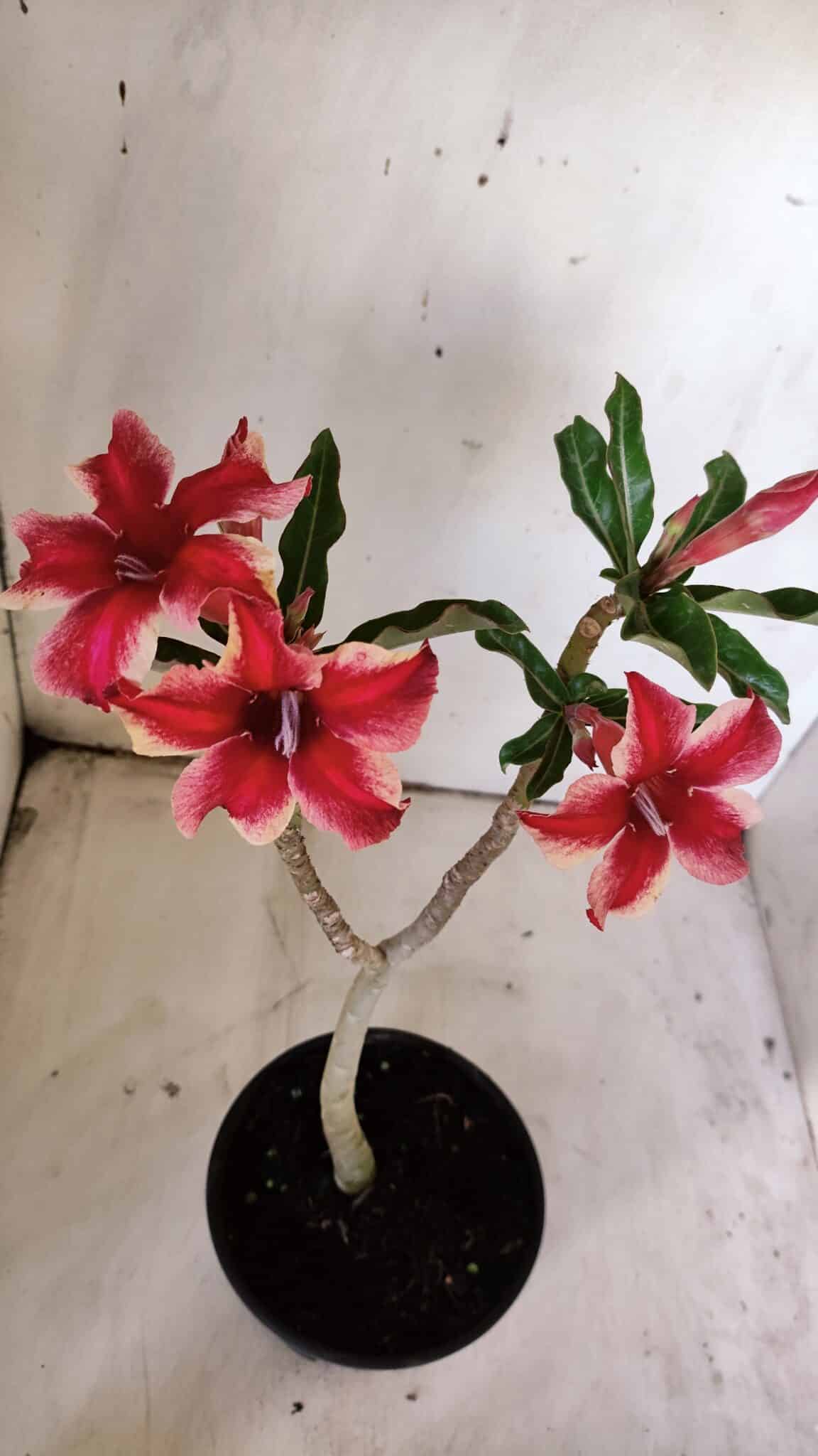 Planta Simples 2897 – 30cm – 02 anos