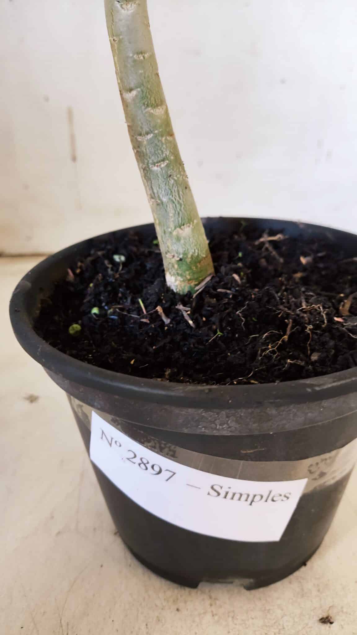 Planta Simples 2897 – 30cm – 02 anos