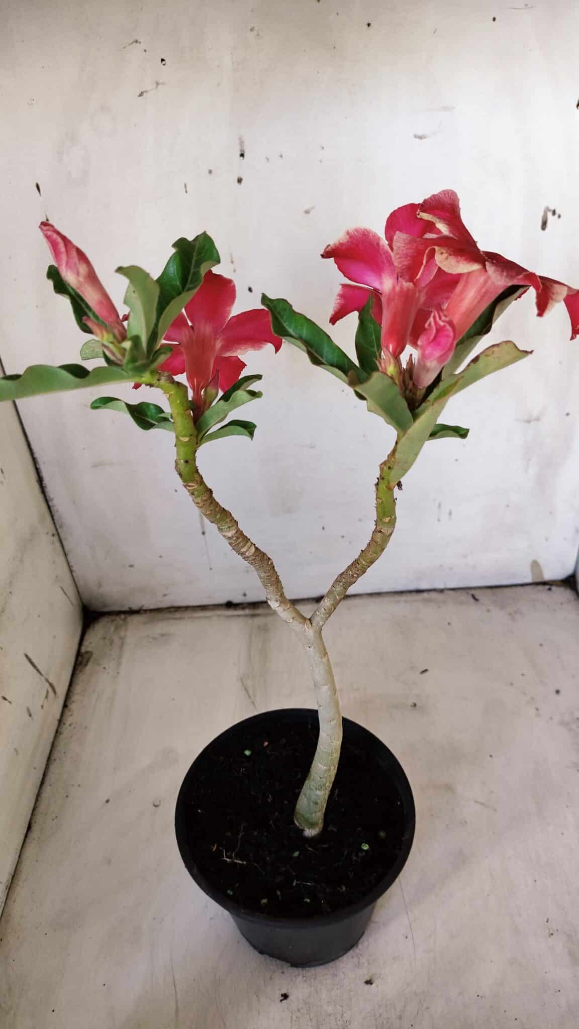 Planta Simples 2897 – 30cm – 02 anos