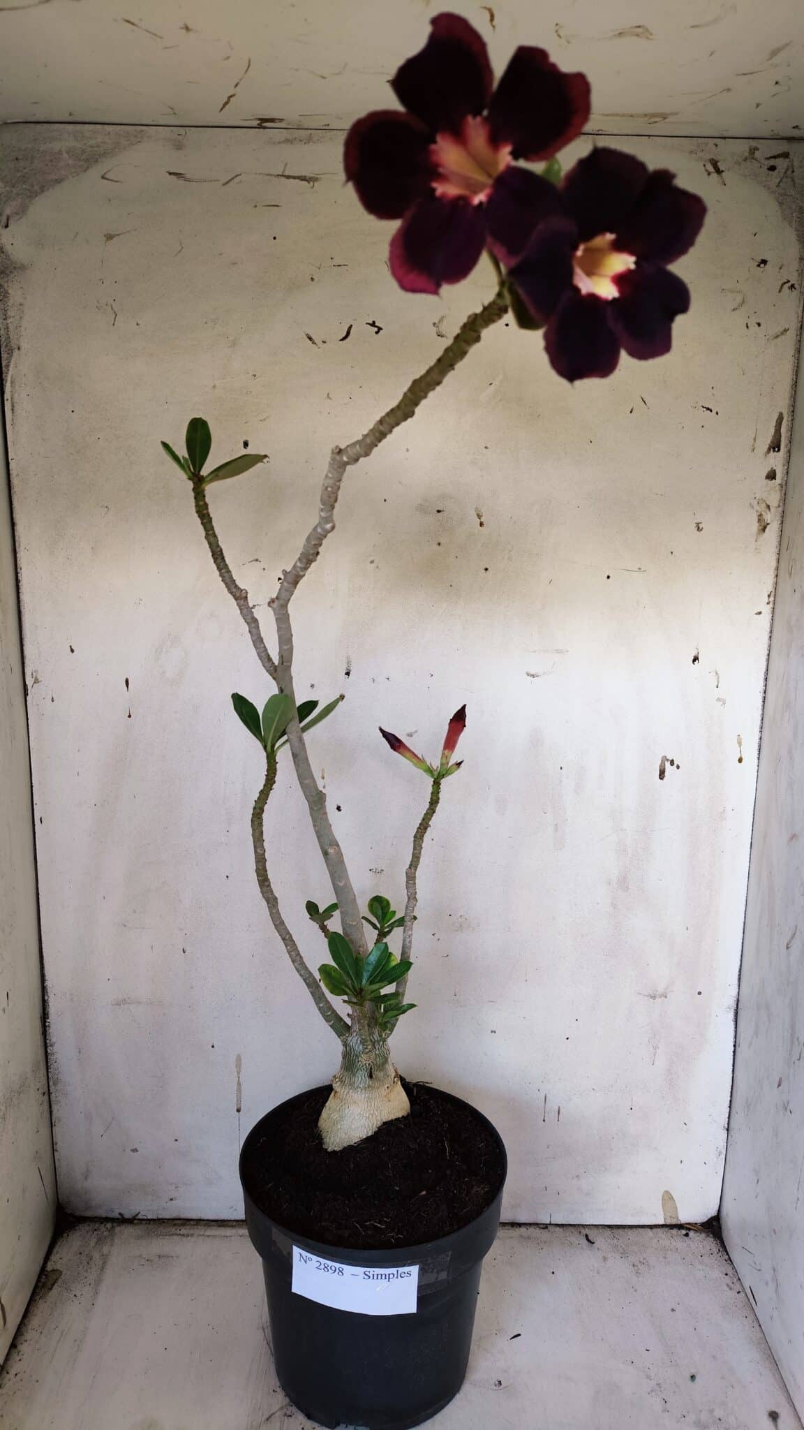 Planta Simples 2898 – 50cm – 03 anos