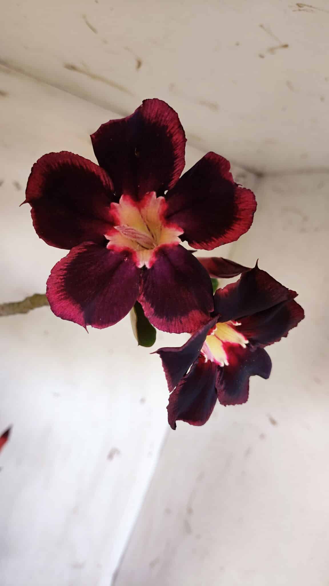 Planta Simples 2898 – 50cm – 03 anos