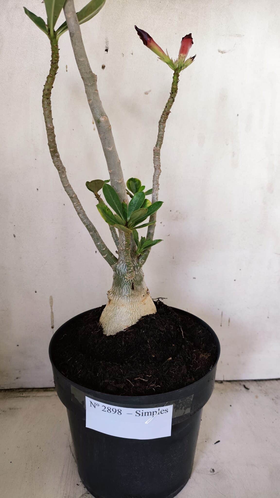 Planta Simples 2898 – 50cm – 03 anos