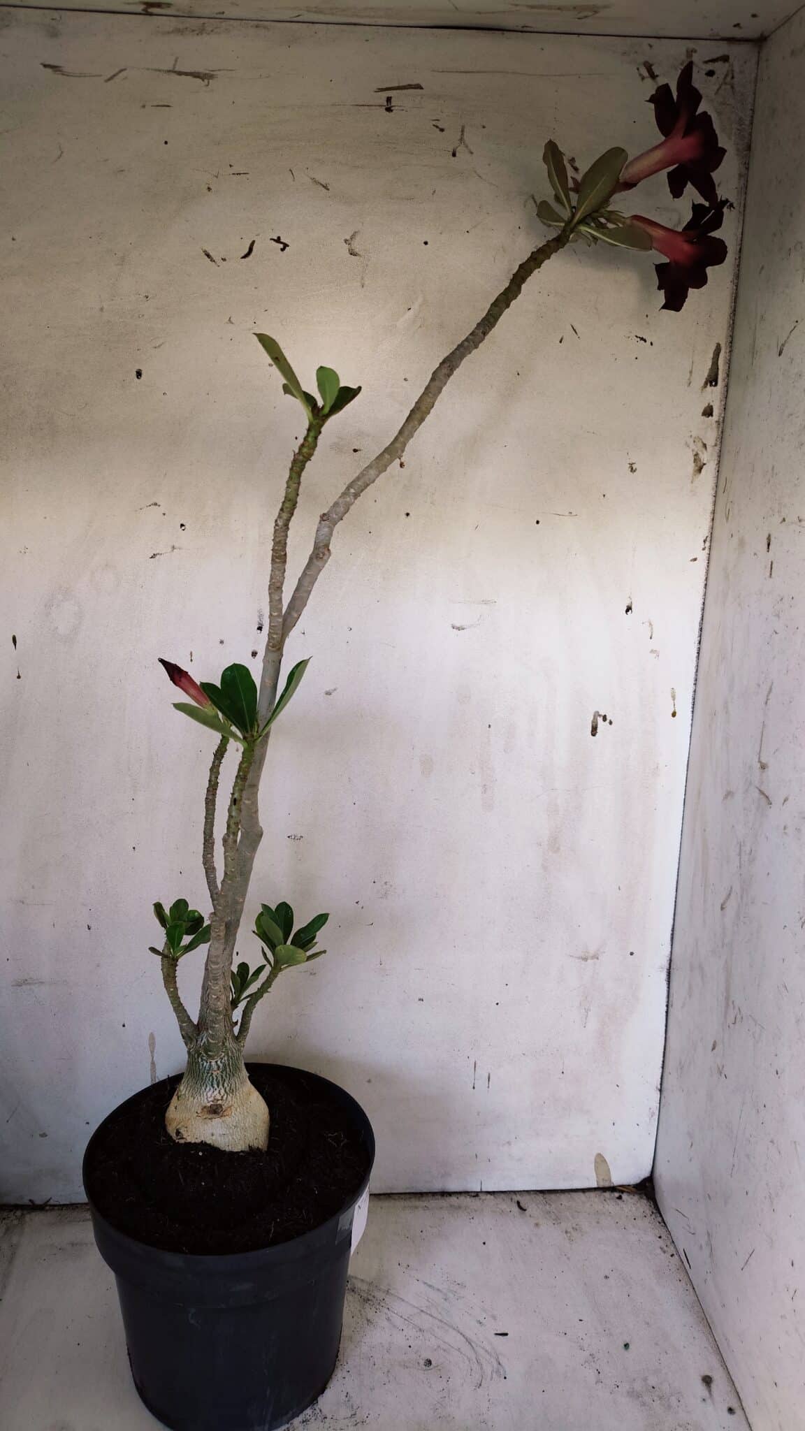 Planta Simples 2898 – 50cm – 03 anos