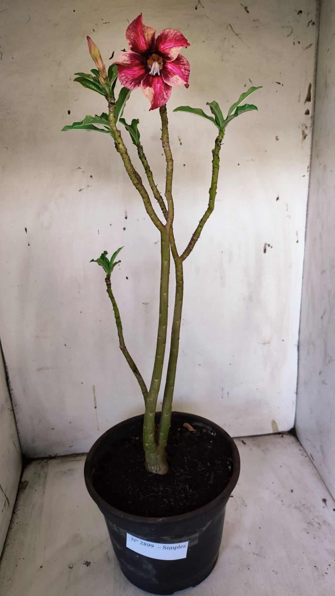Planta Simples 2899 – 50cm – 03 anos