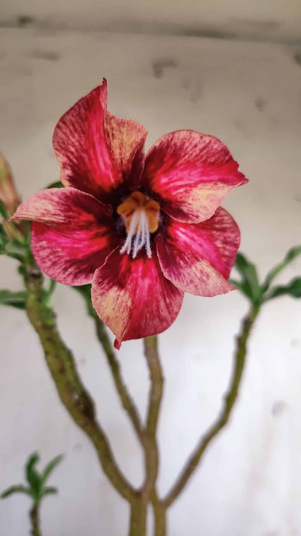 Planta Simples 2899 – 50cm – 03 anos