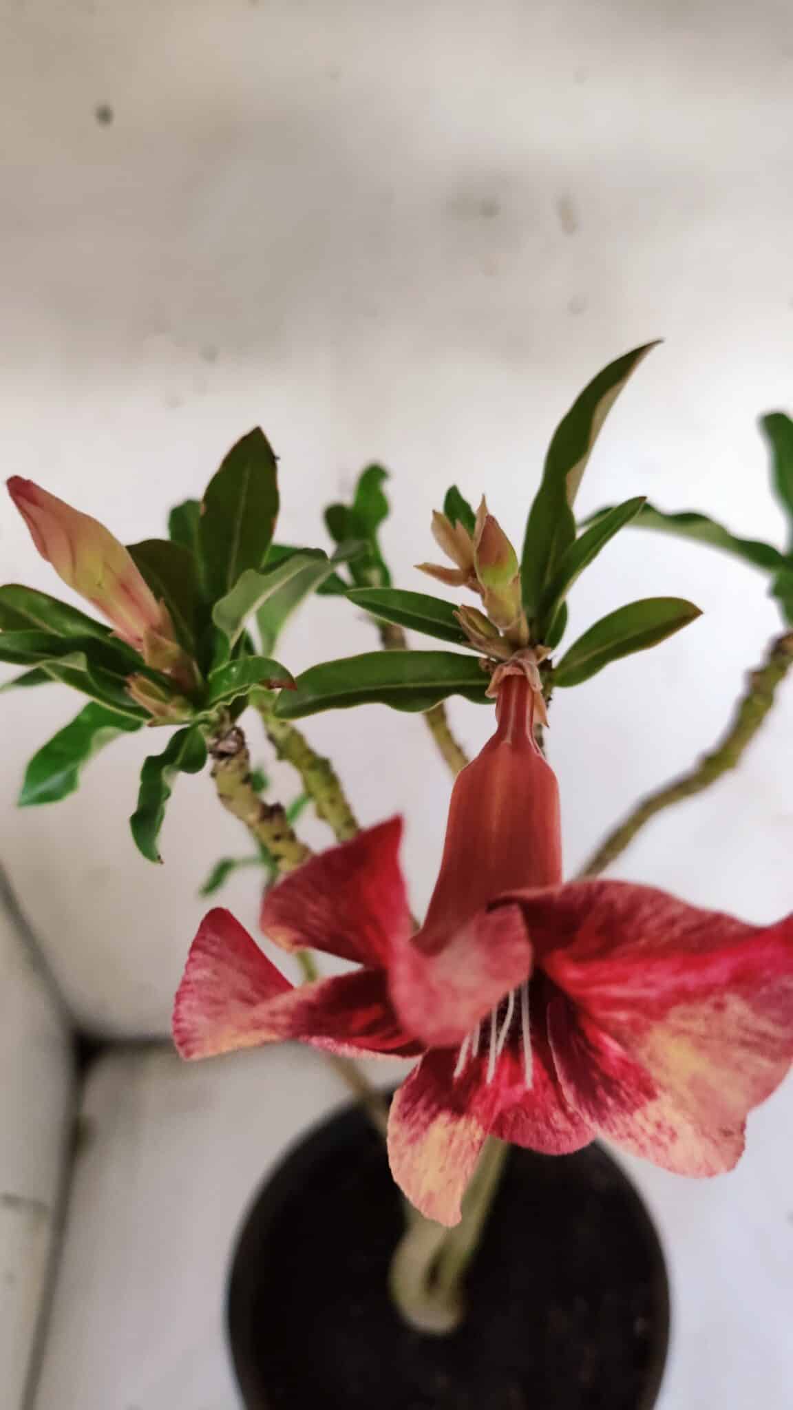 Planta Simples 2899 – 50cm – 03 anos