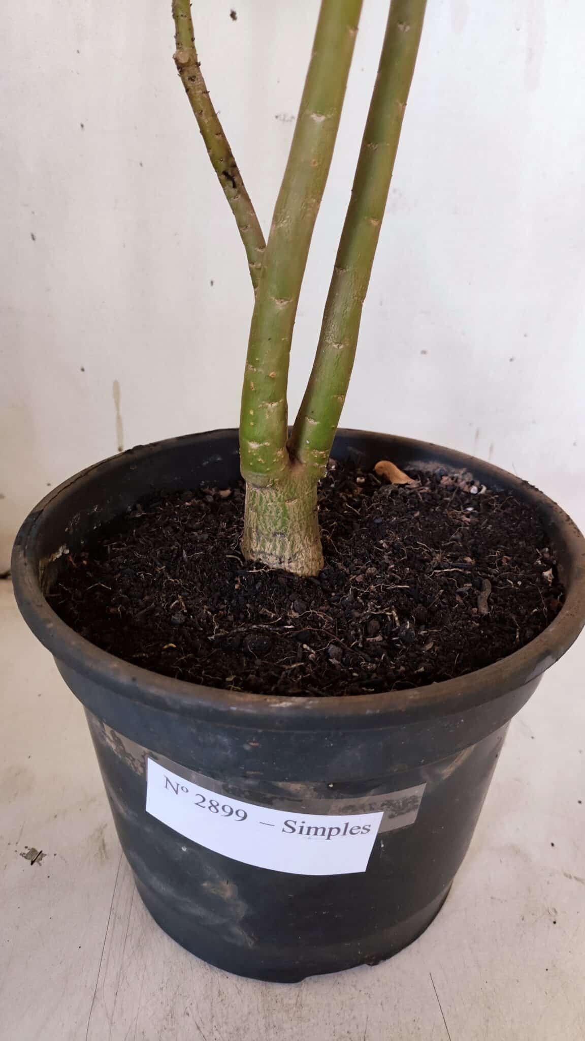 Planta Simples 2899 – 50cm – 03 anos