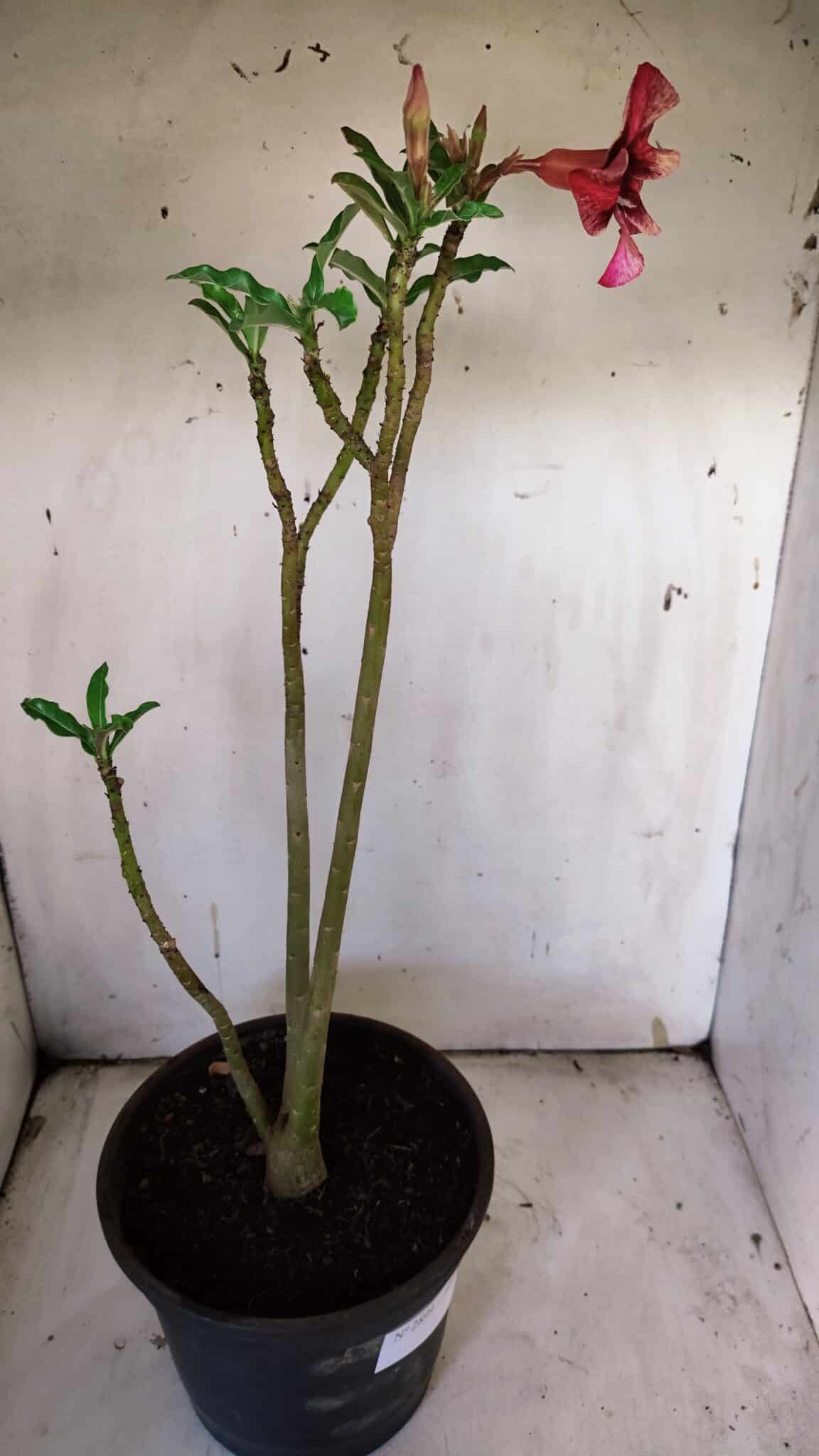 Planta Simples 2899 – 50cm – 03 anos