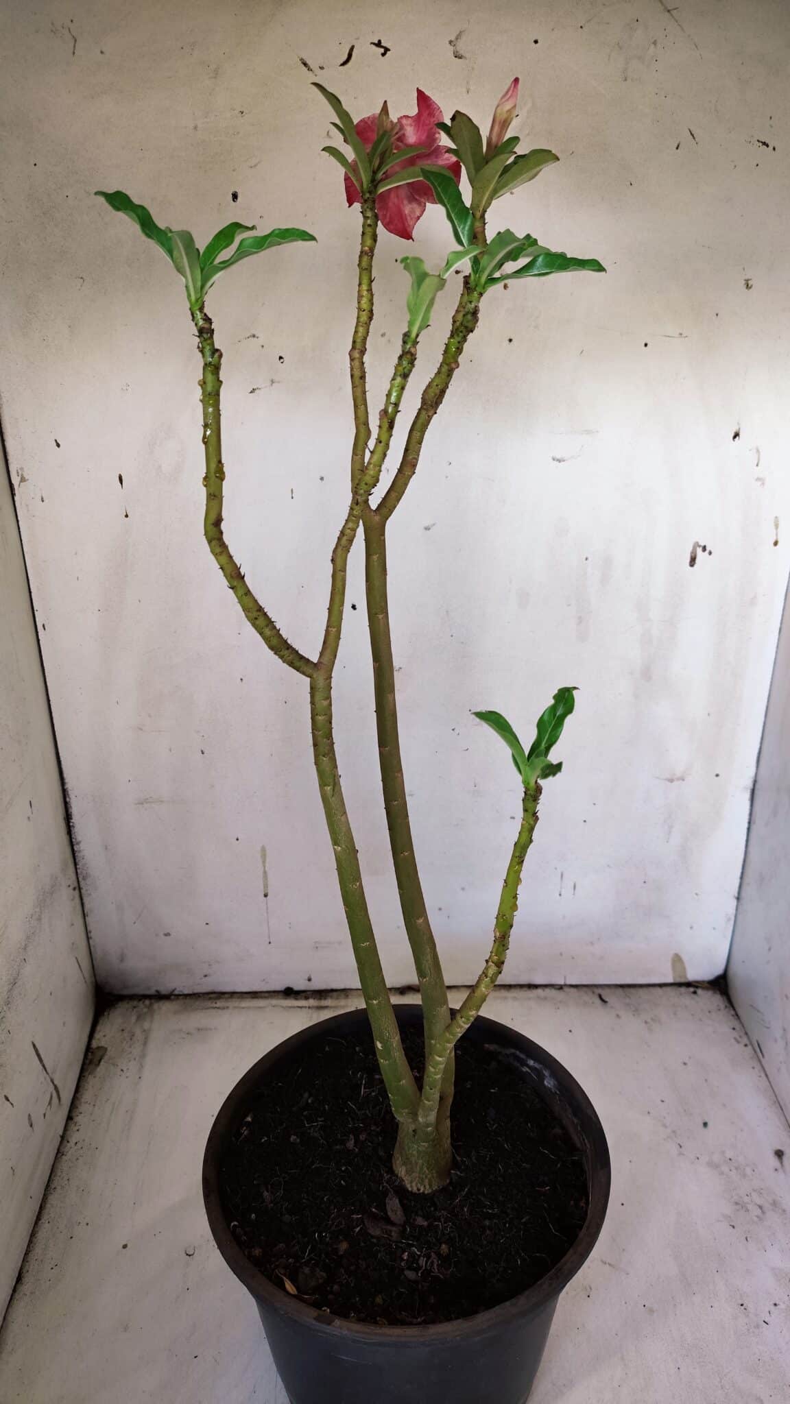 Planta Simples 2899 – 50cm – 03 anos