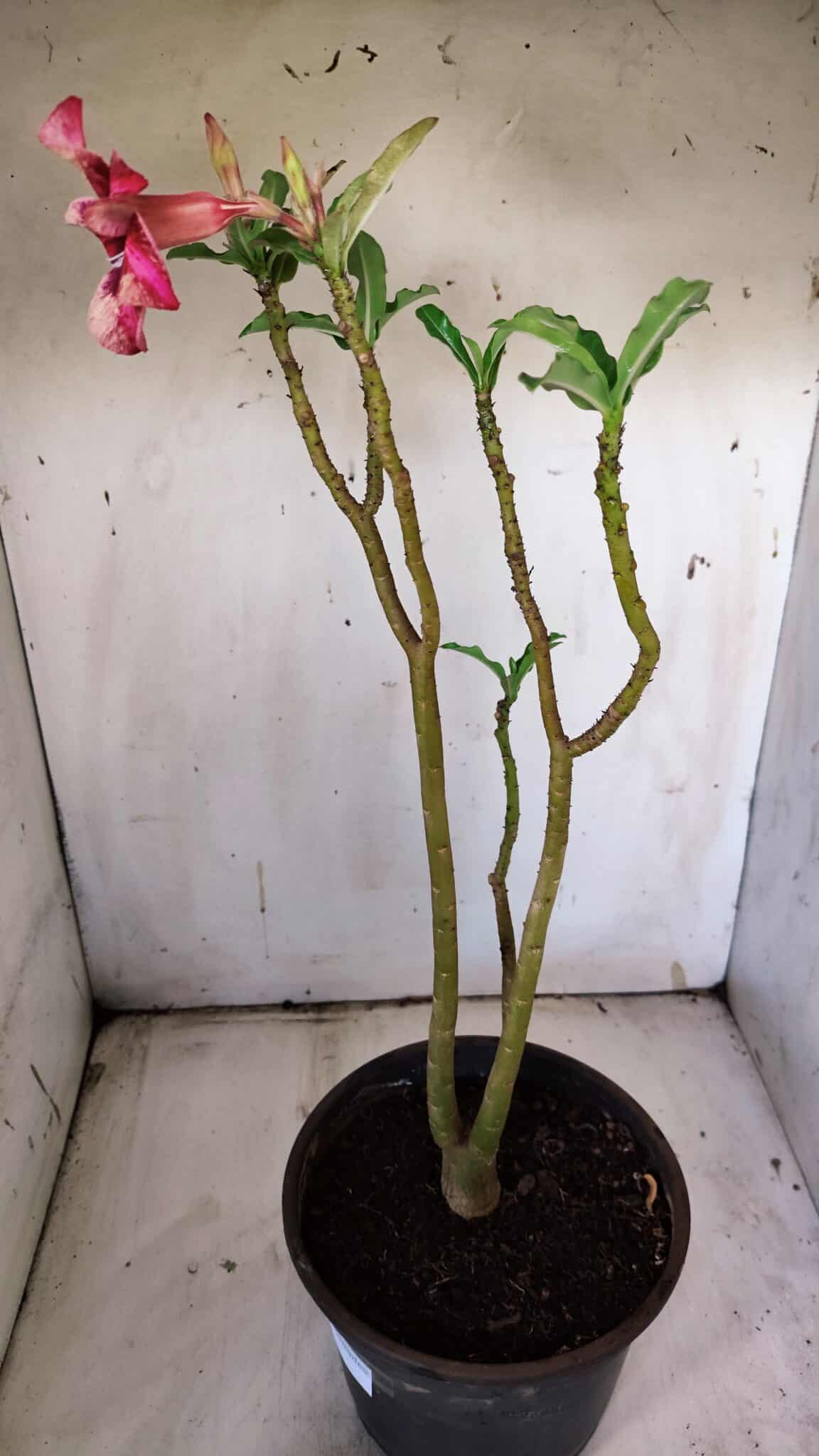 Planta Simples 2899 – 50cm – 03 anos