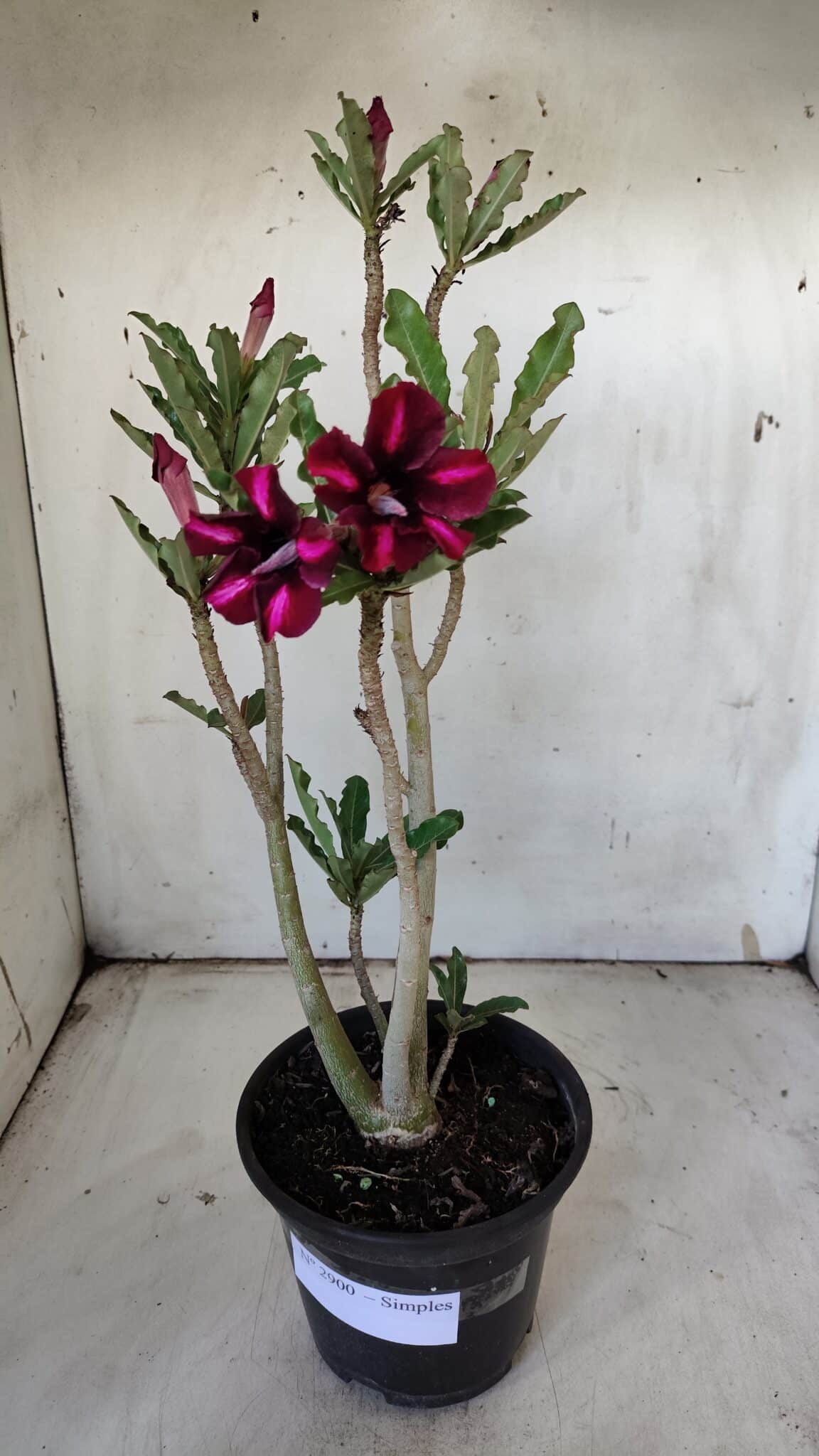 Planta Simples 2900 – 30cm – 02 anos