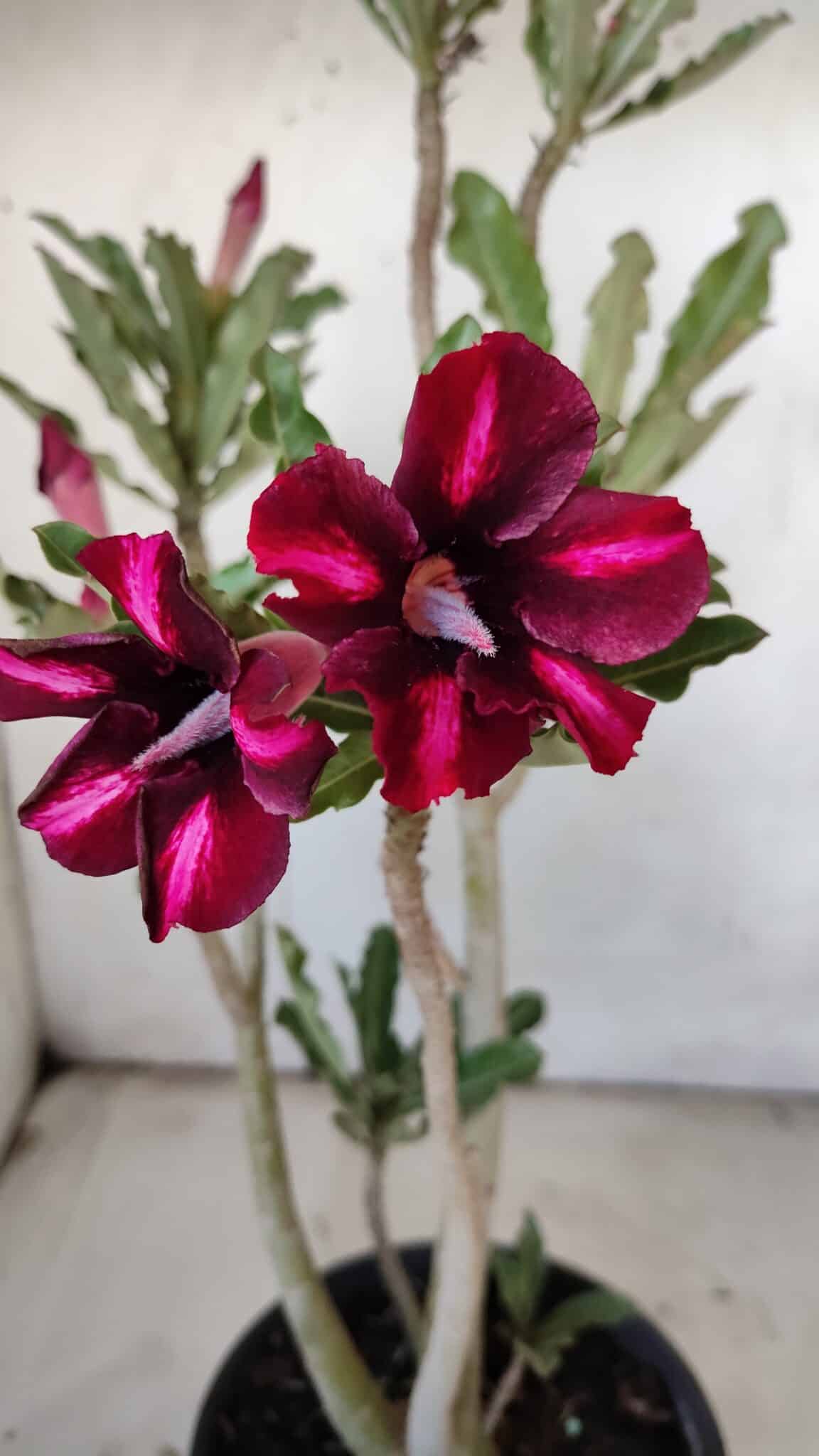 Planta Simples 2900 – 30cm – 02 anos