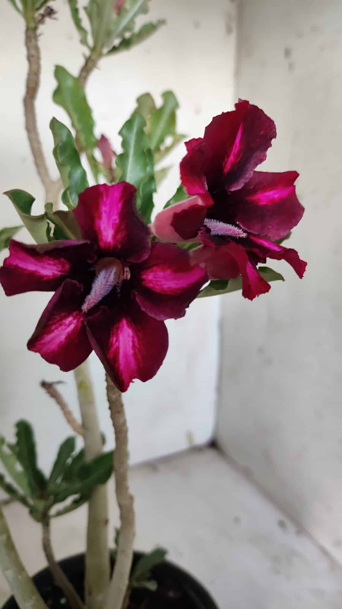 Planta Simples 2900 – 30cm – 02 anos