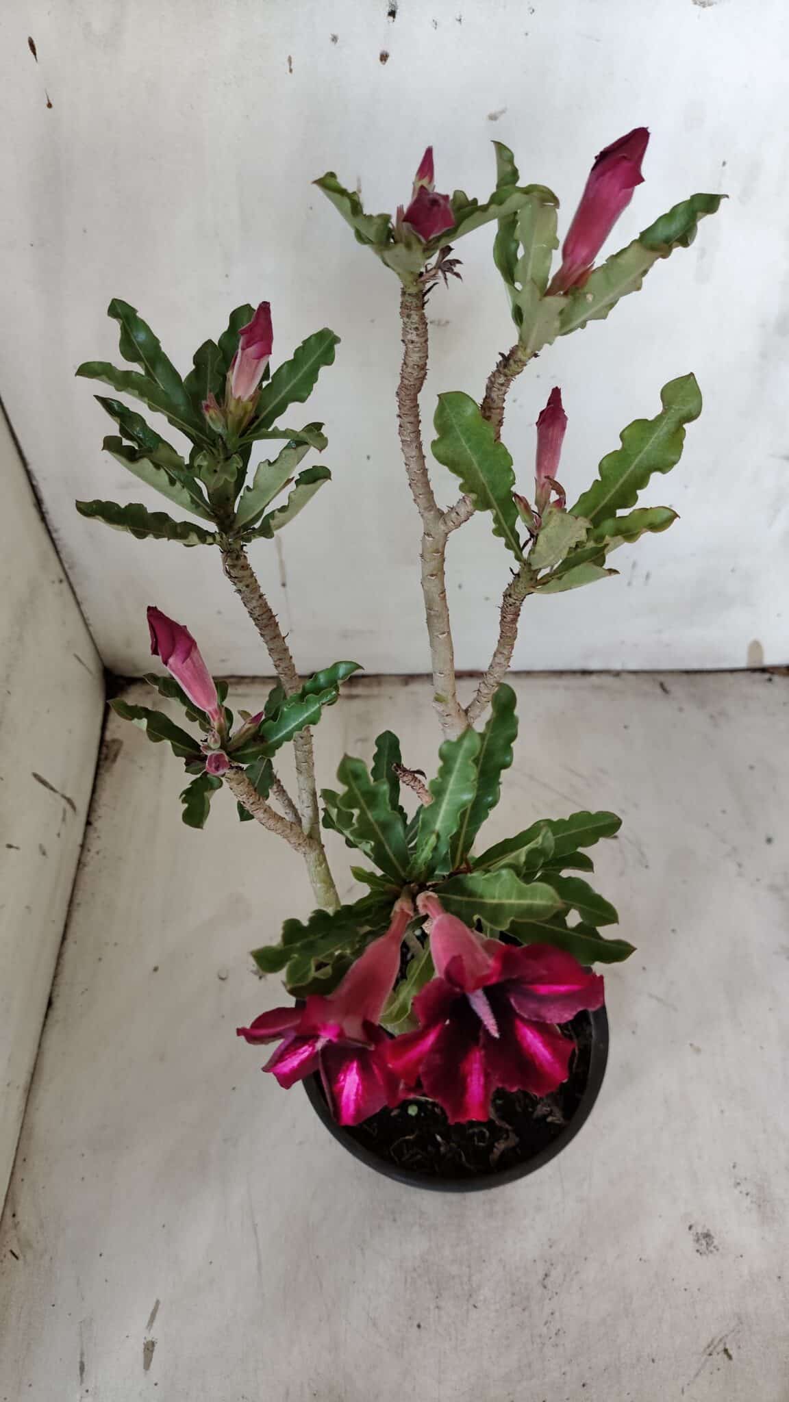 Planta Simples 2900 – 30cm – 02 anos