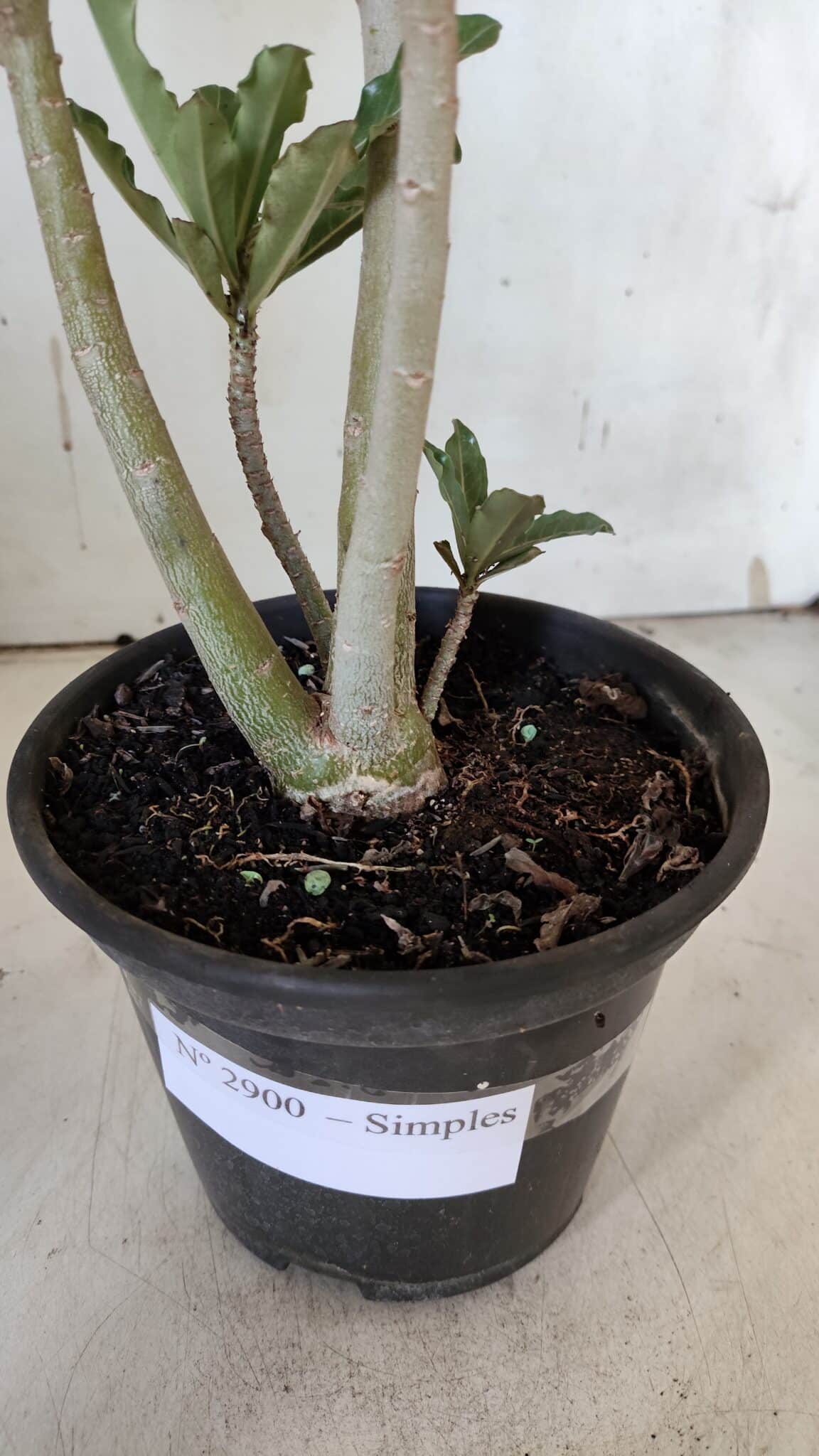 Planta Simples 2900 – 30cm – 02 anos